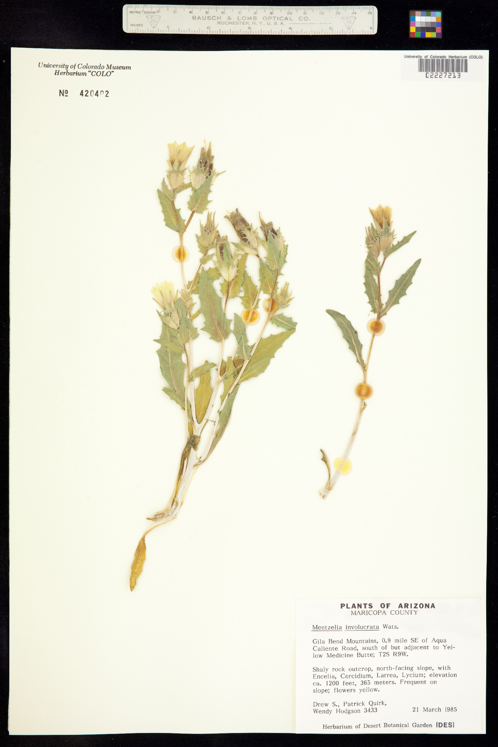 Mentzelia involucrata image