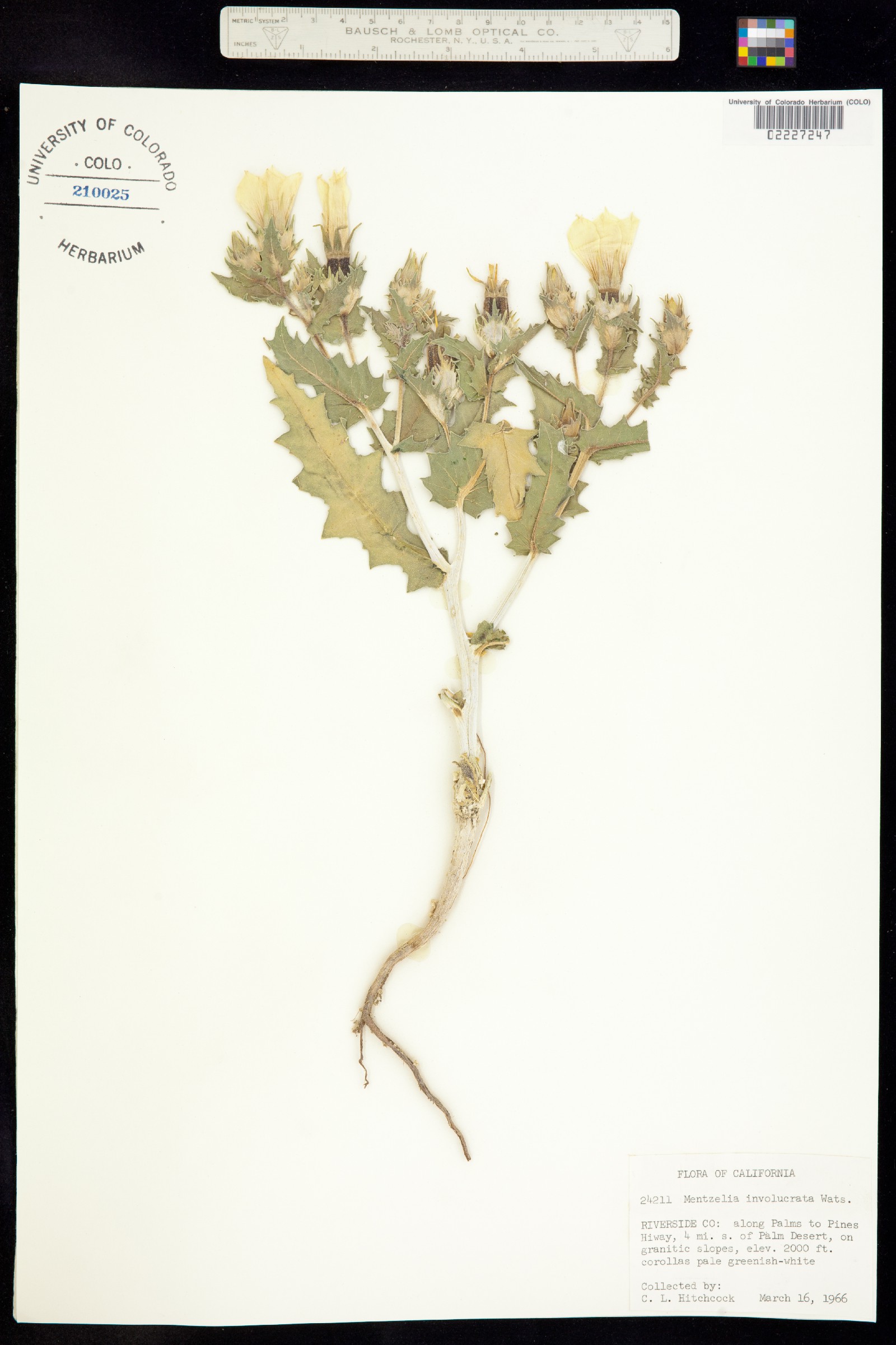 Mentzelia involucrata image