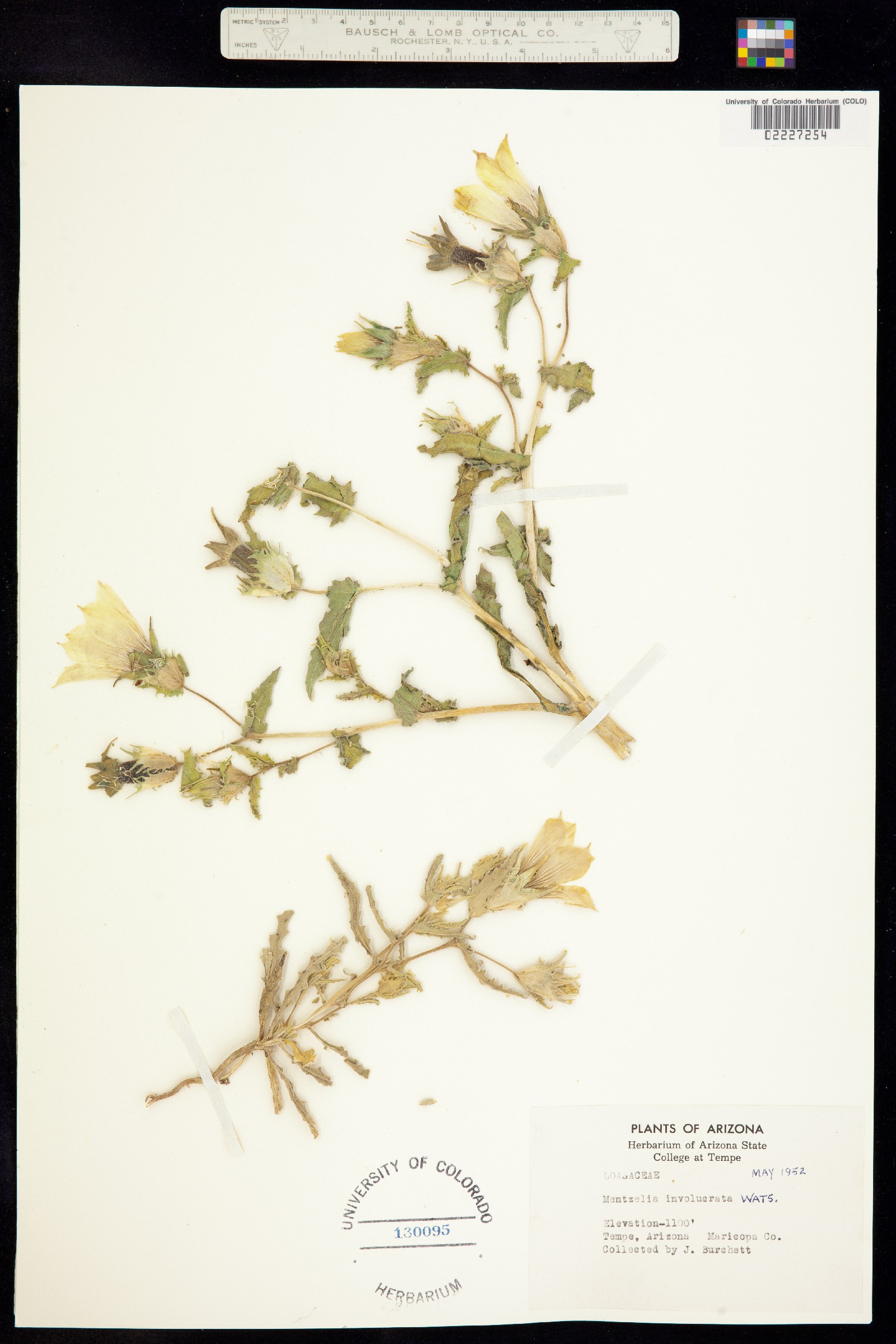 Mentzelia involucrata image