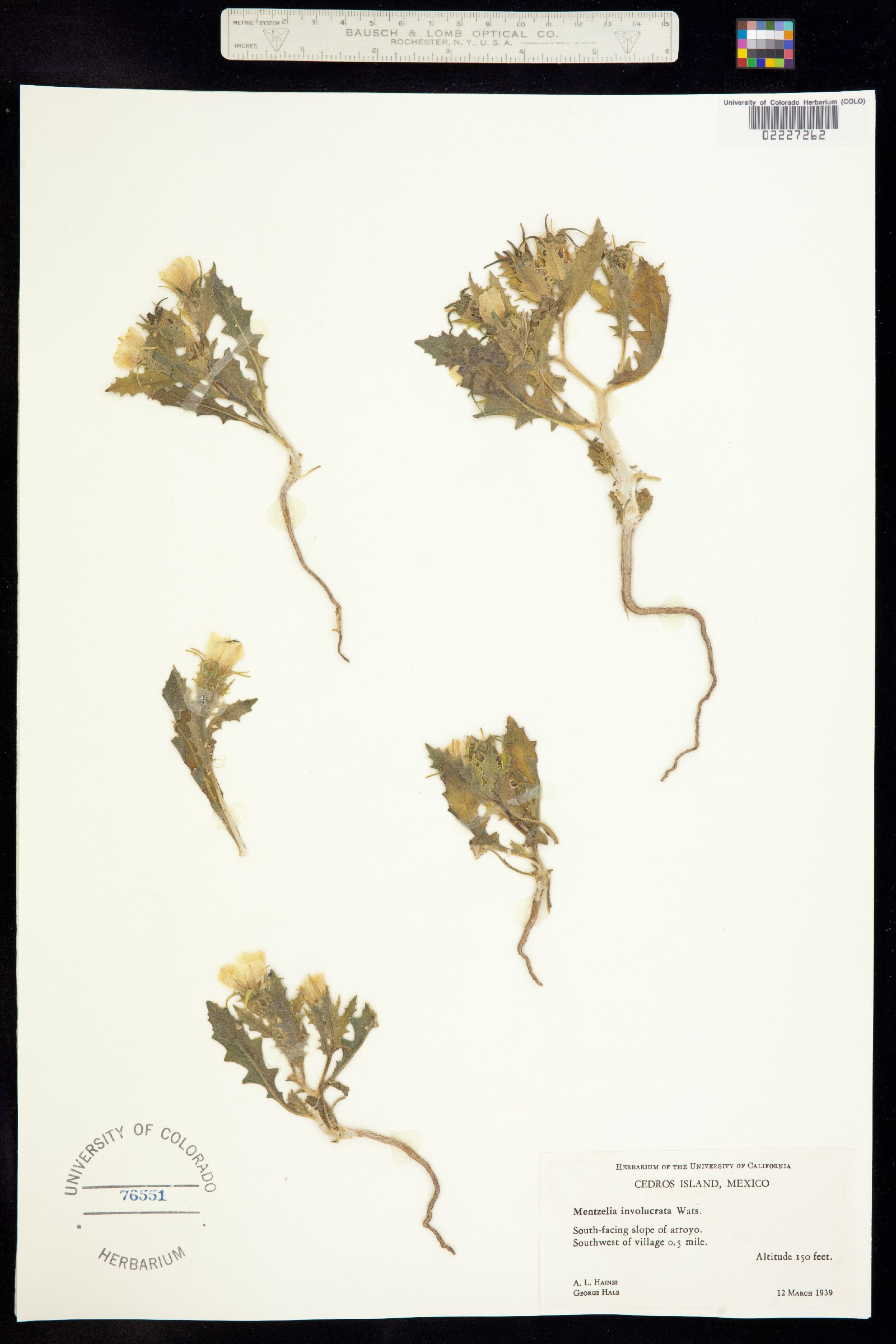 Mentzelia involucrata image