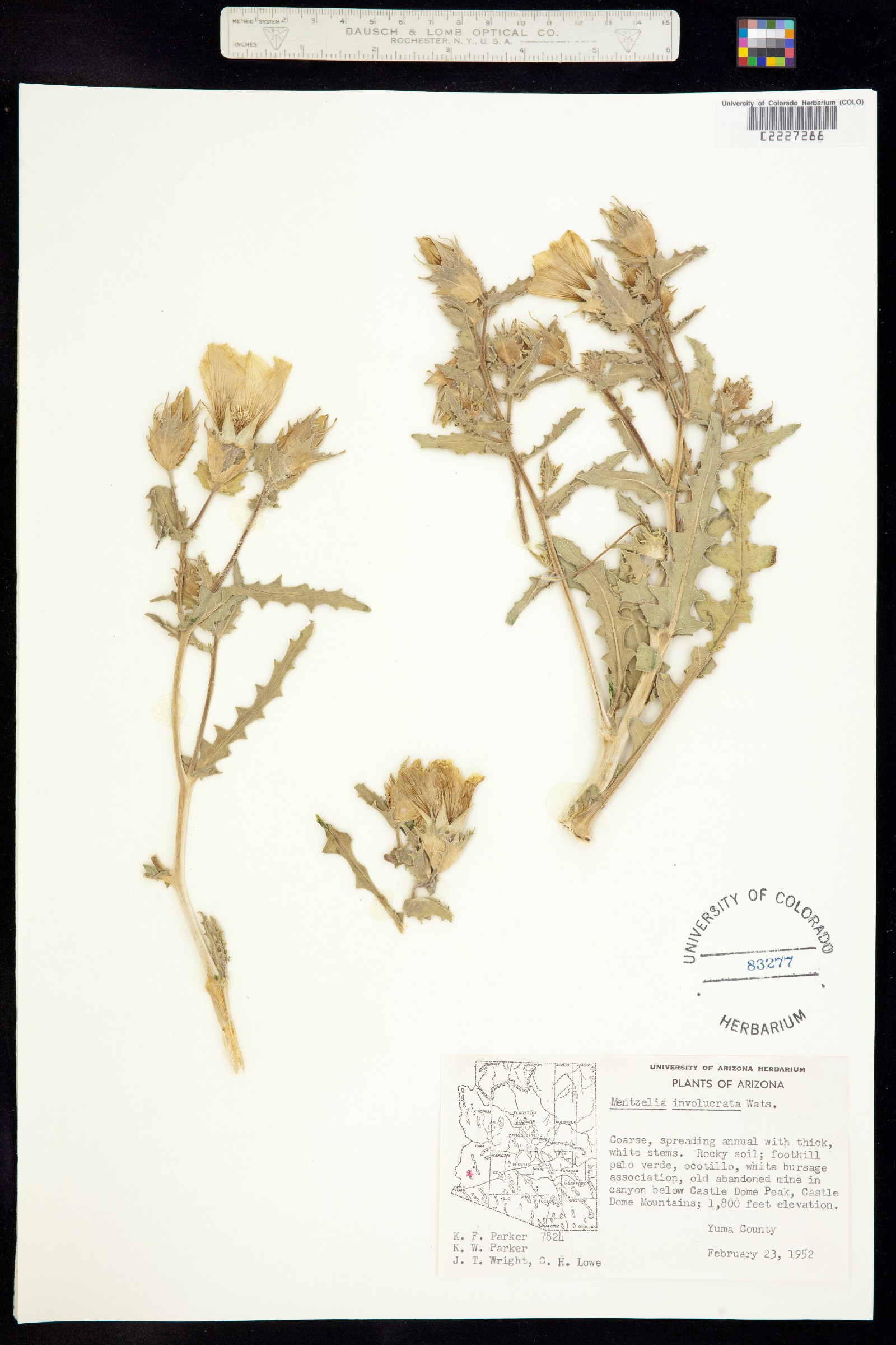 Mentzelia involucrata image