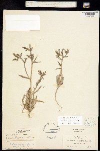 Image of Acrolasia pinetorum
