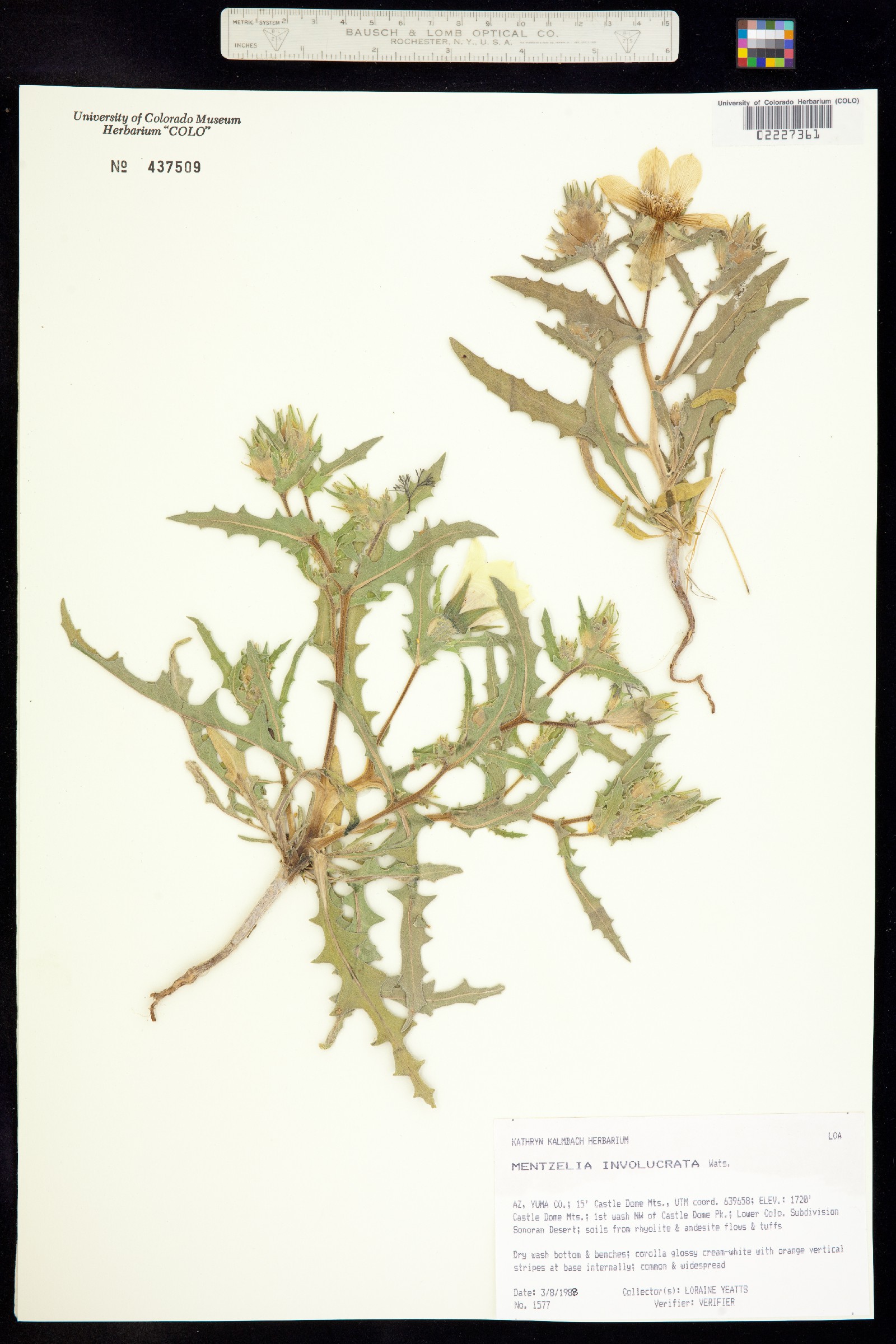 Mentzelia involucrata image