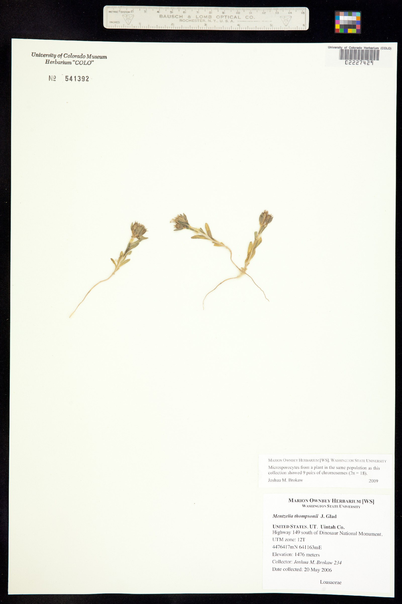 Mentzelia humilis image