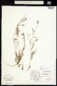 Mentzelia montana image