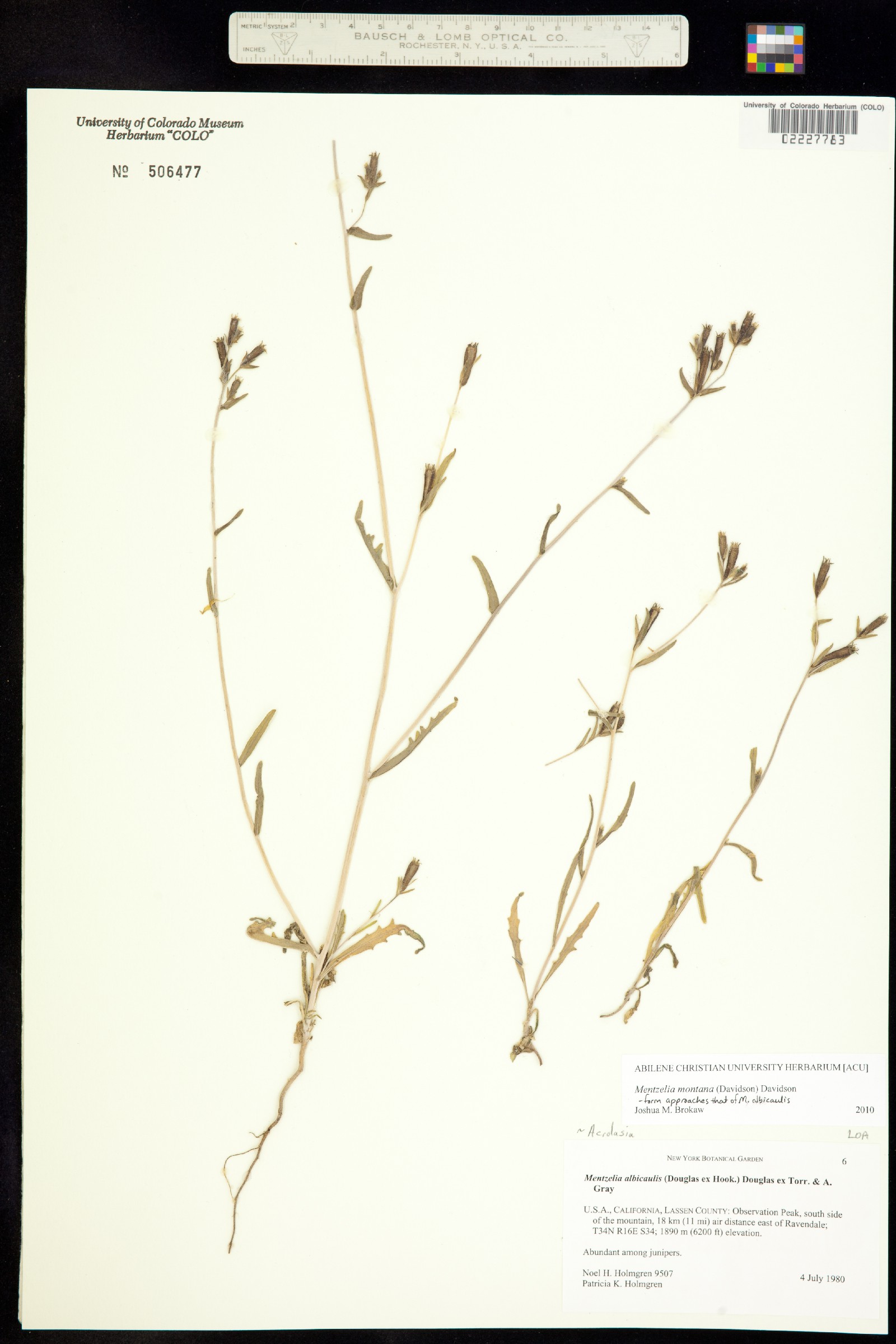 Mentzelia montana image