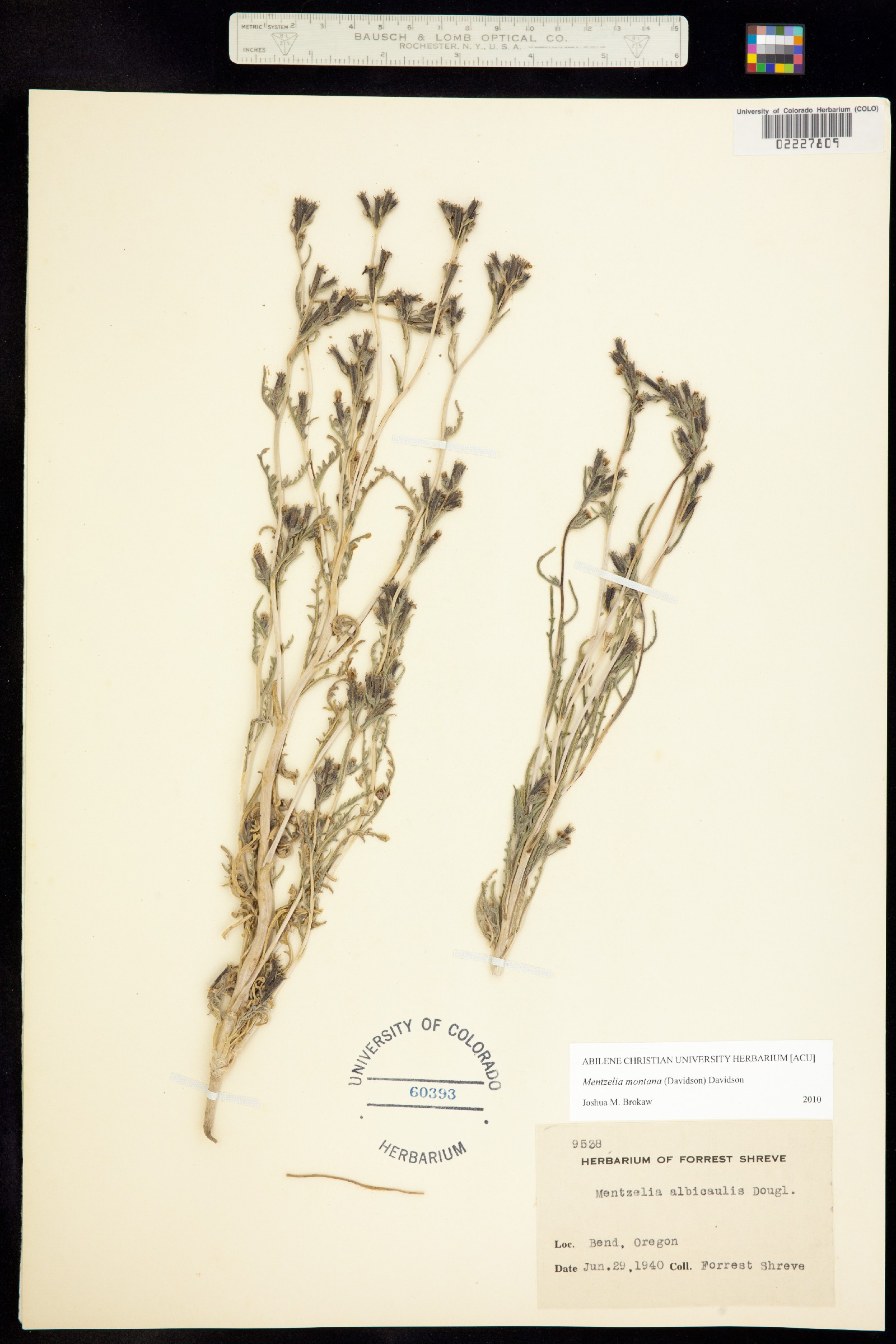 Mentzelia montana image