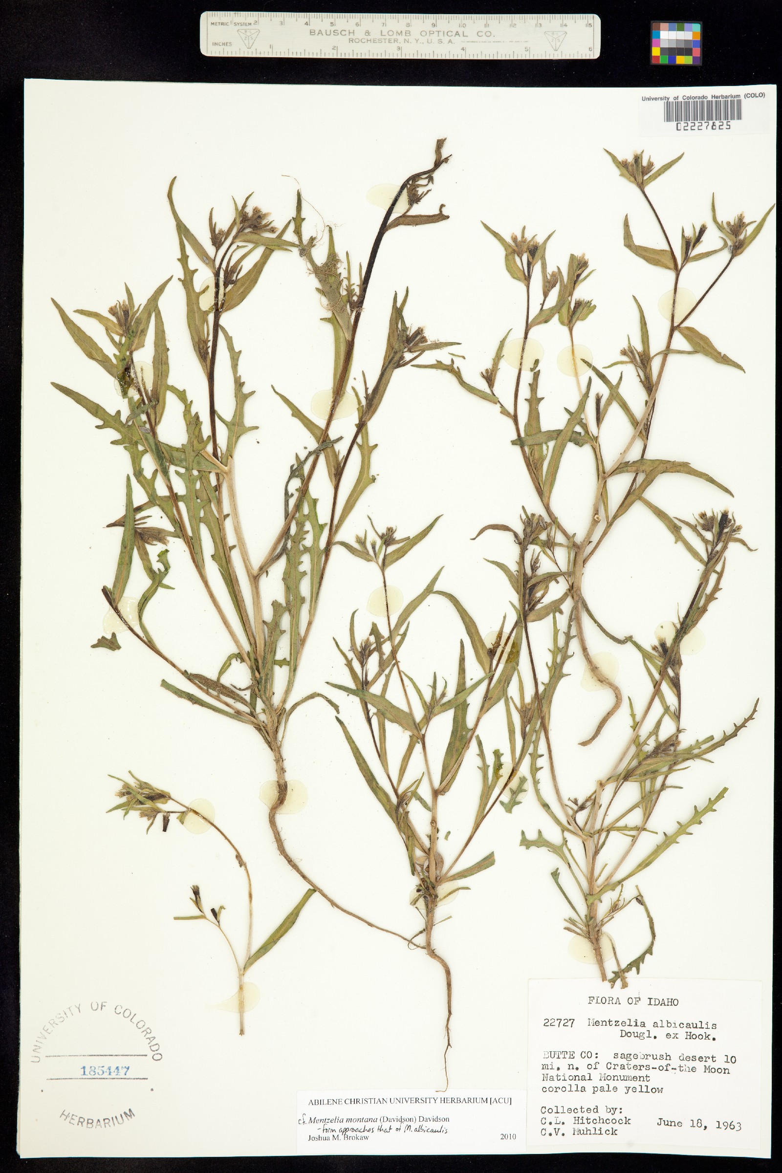Mentzelia montana image