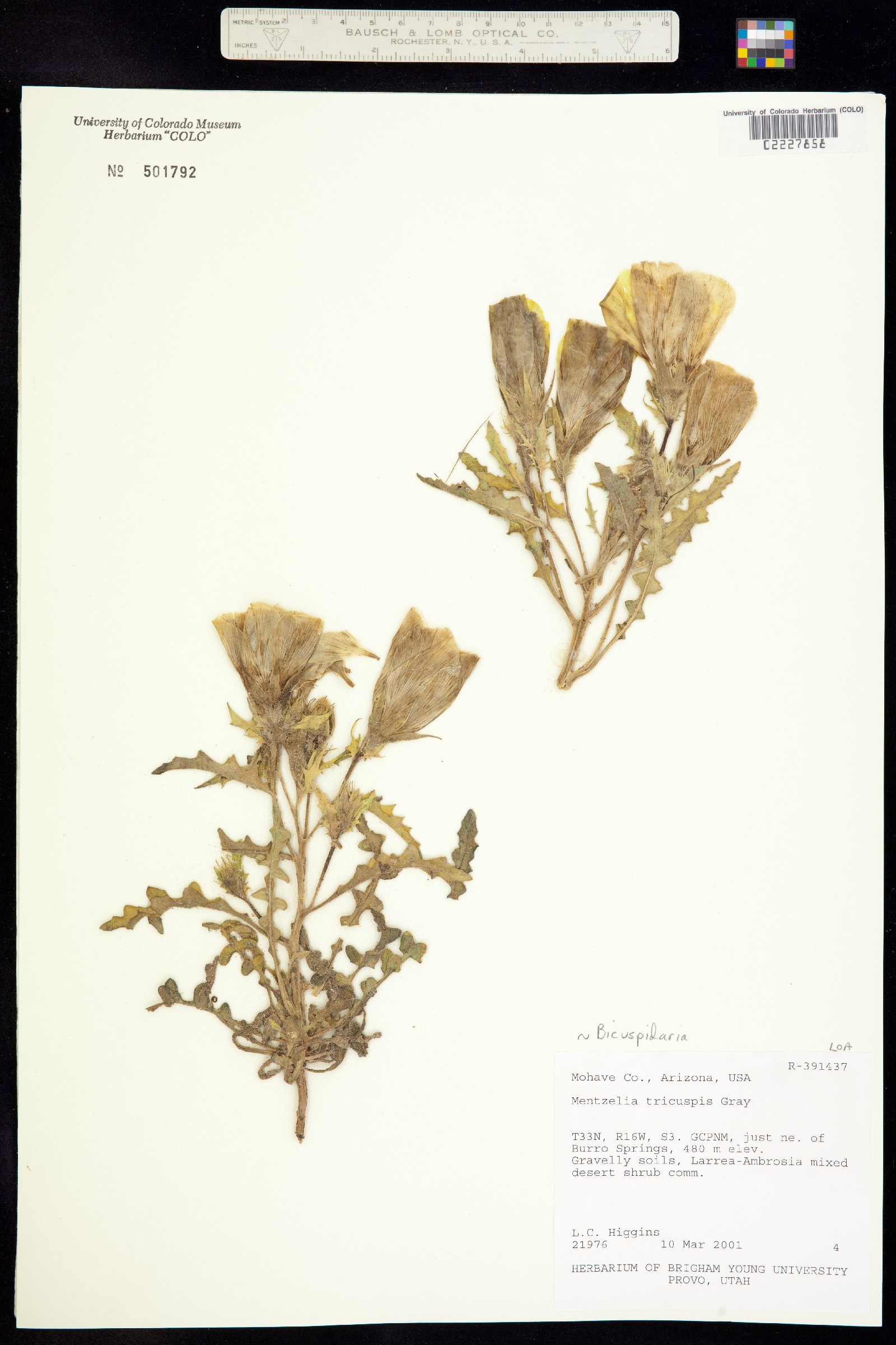 Mentzelia tricuspis image