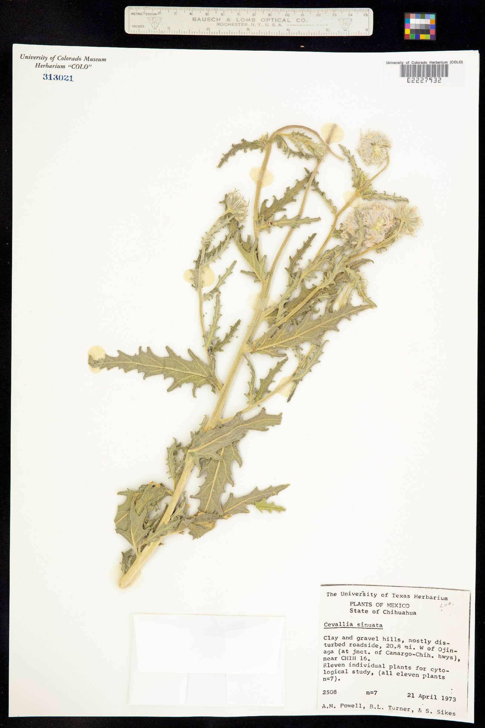Cevallia sinuata image