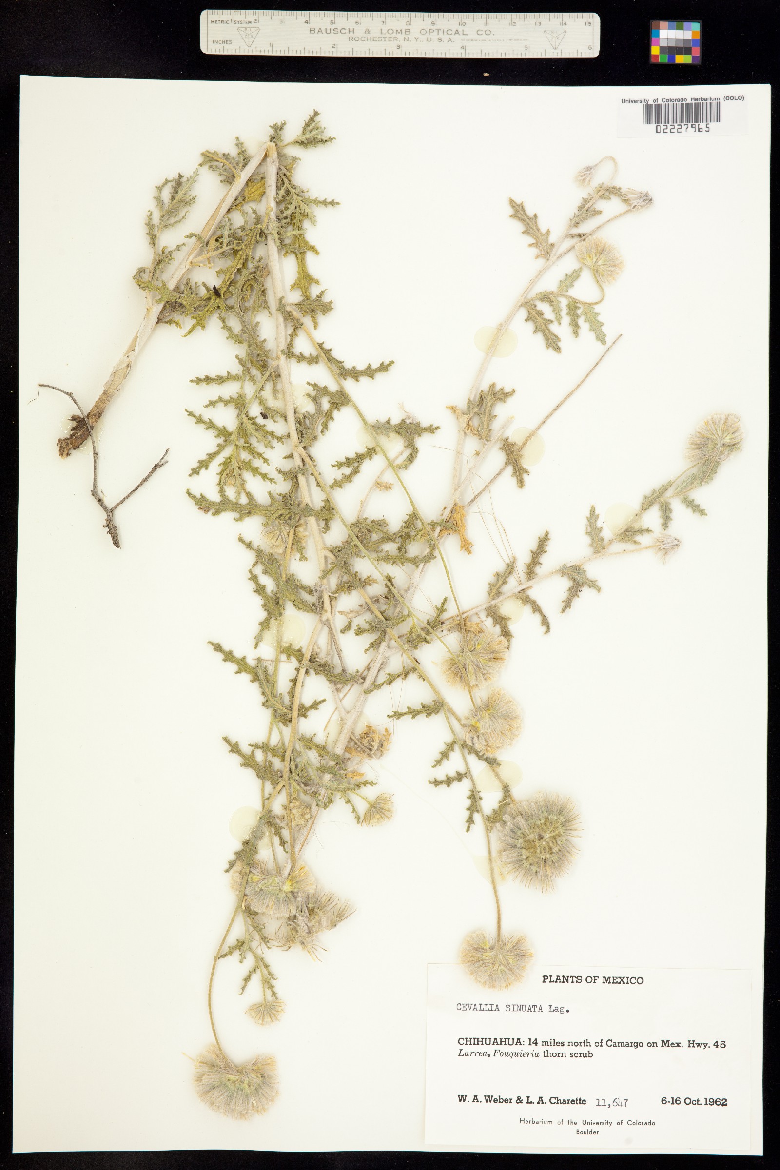 Cevallia sinuata image