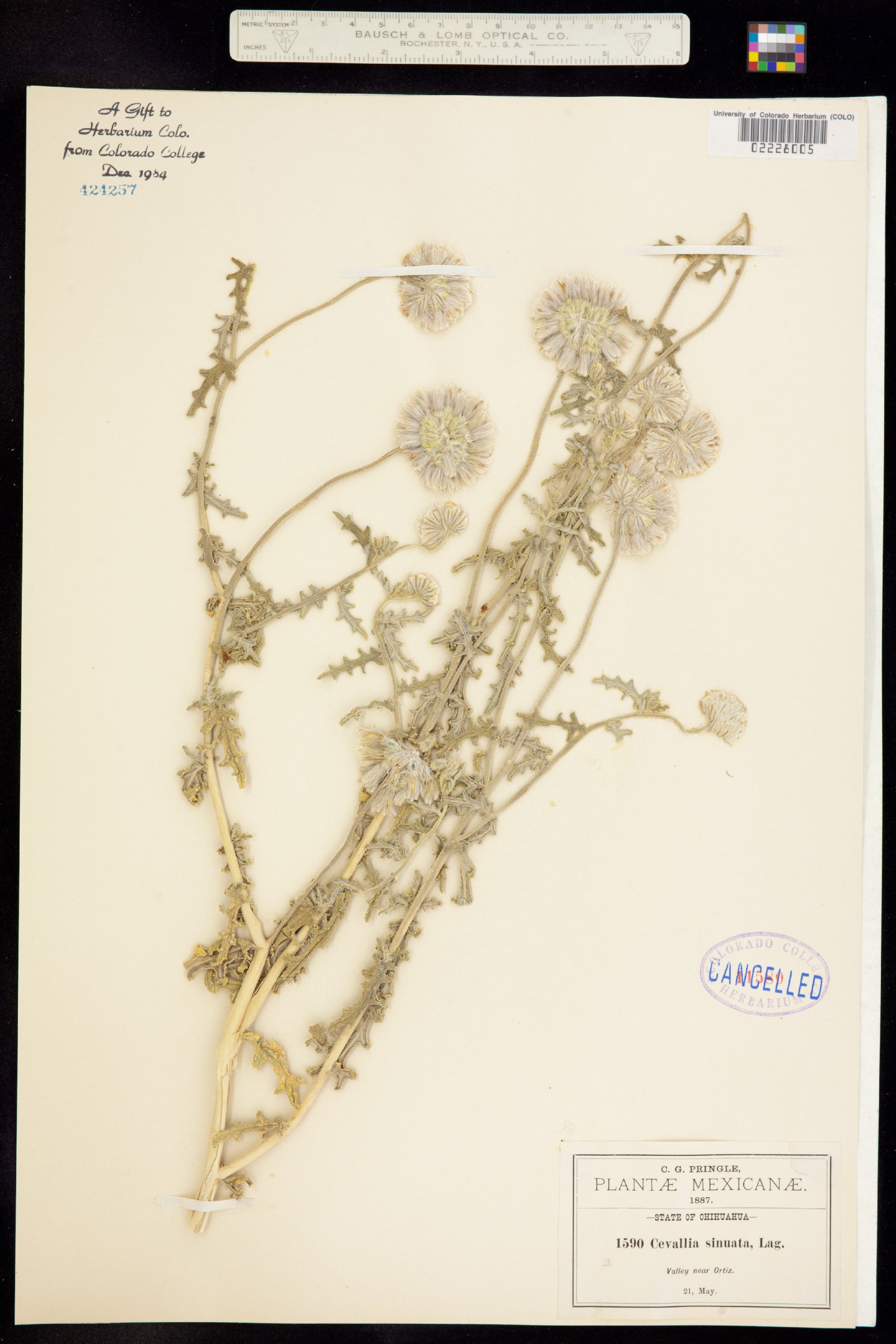 Cevallia sinuata image