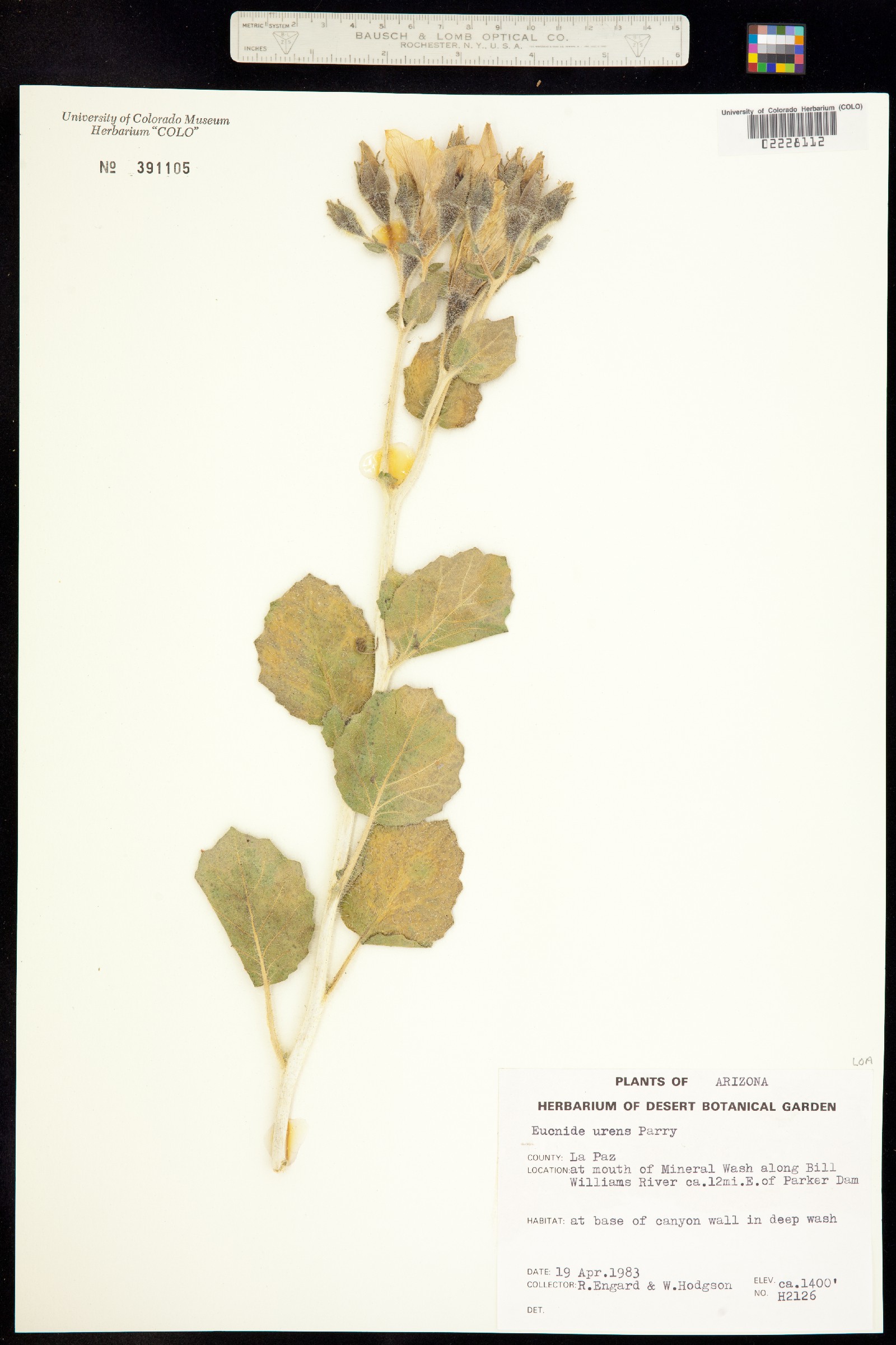 Mentzelia puberula image