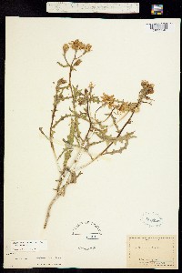 Mentzelia multiflora var. multiflora image
