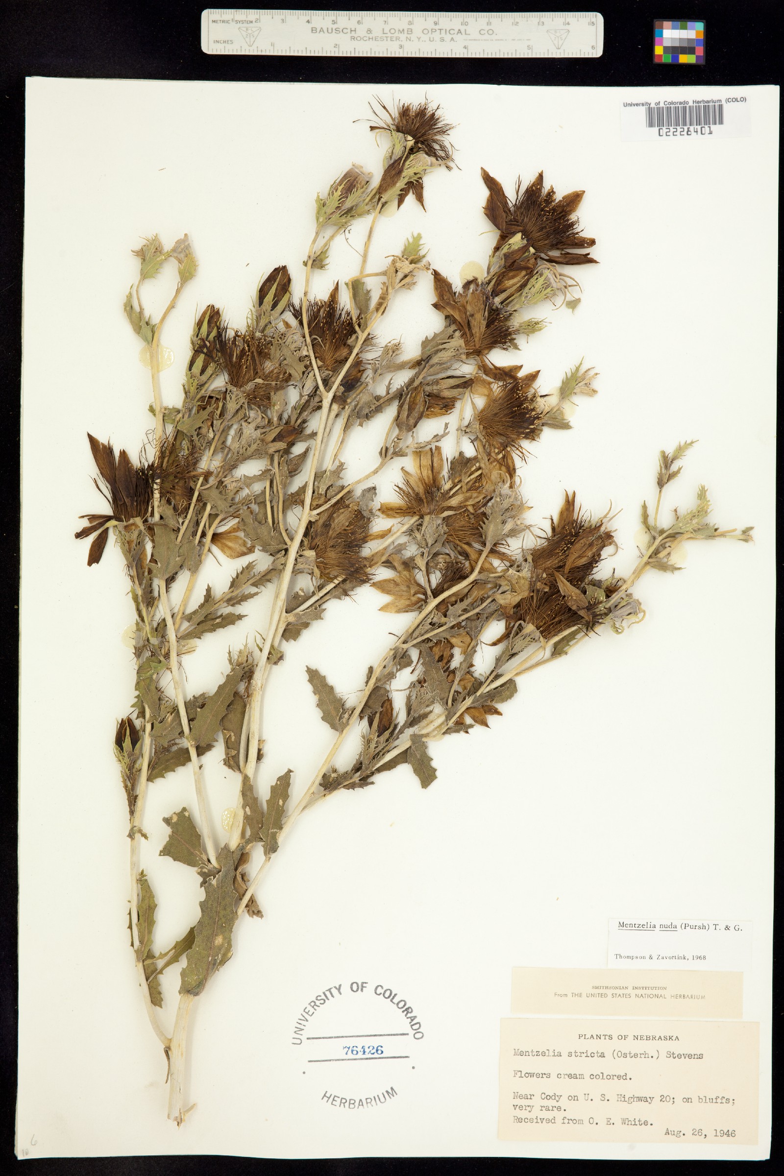 Mentzelia nuda var. nuda image