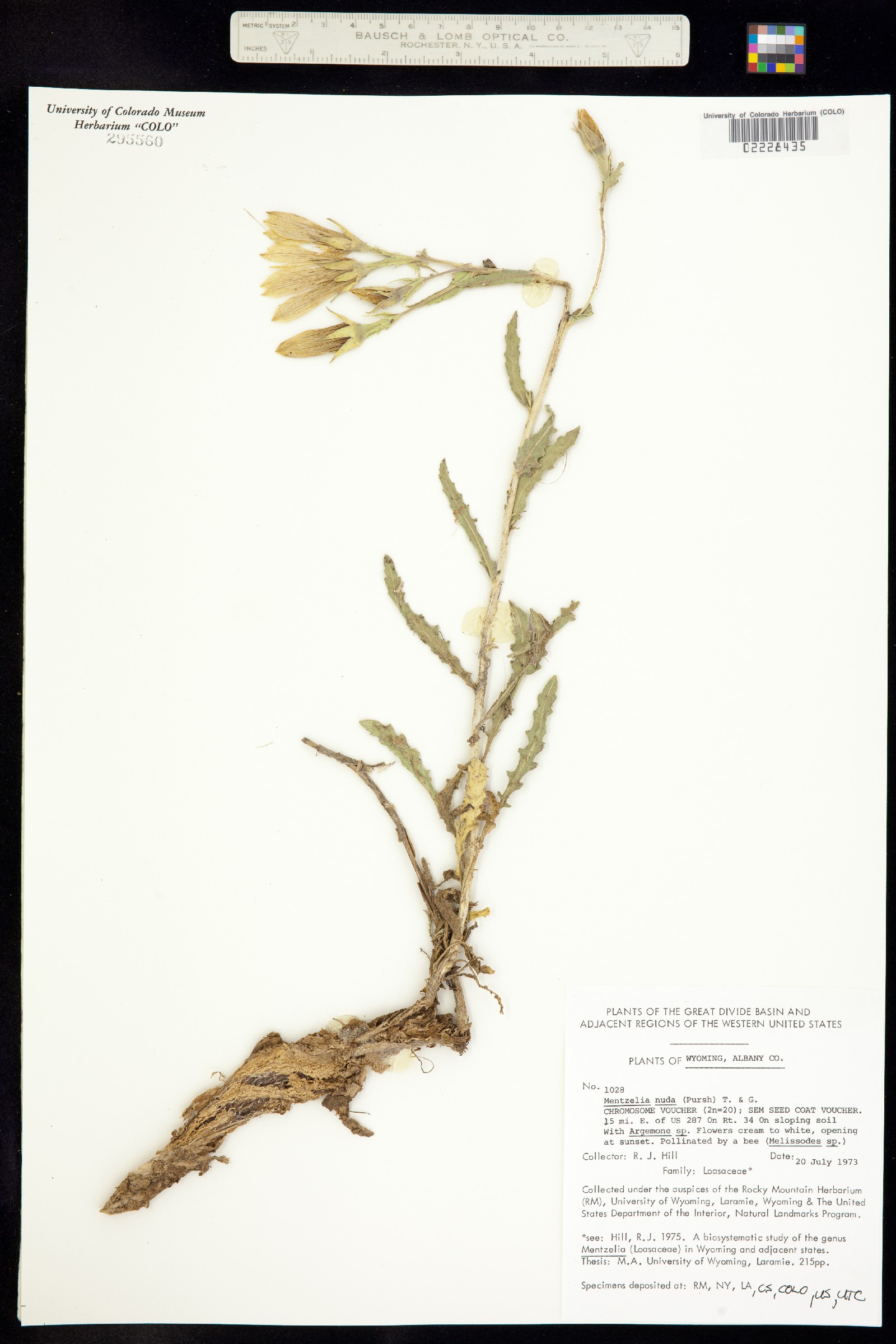 Nuttallia pumila image