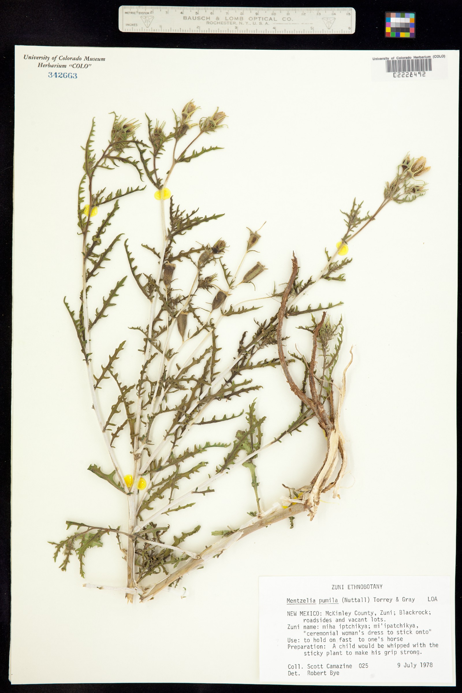 Nuttallia pumila image