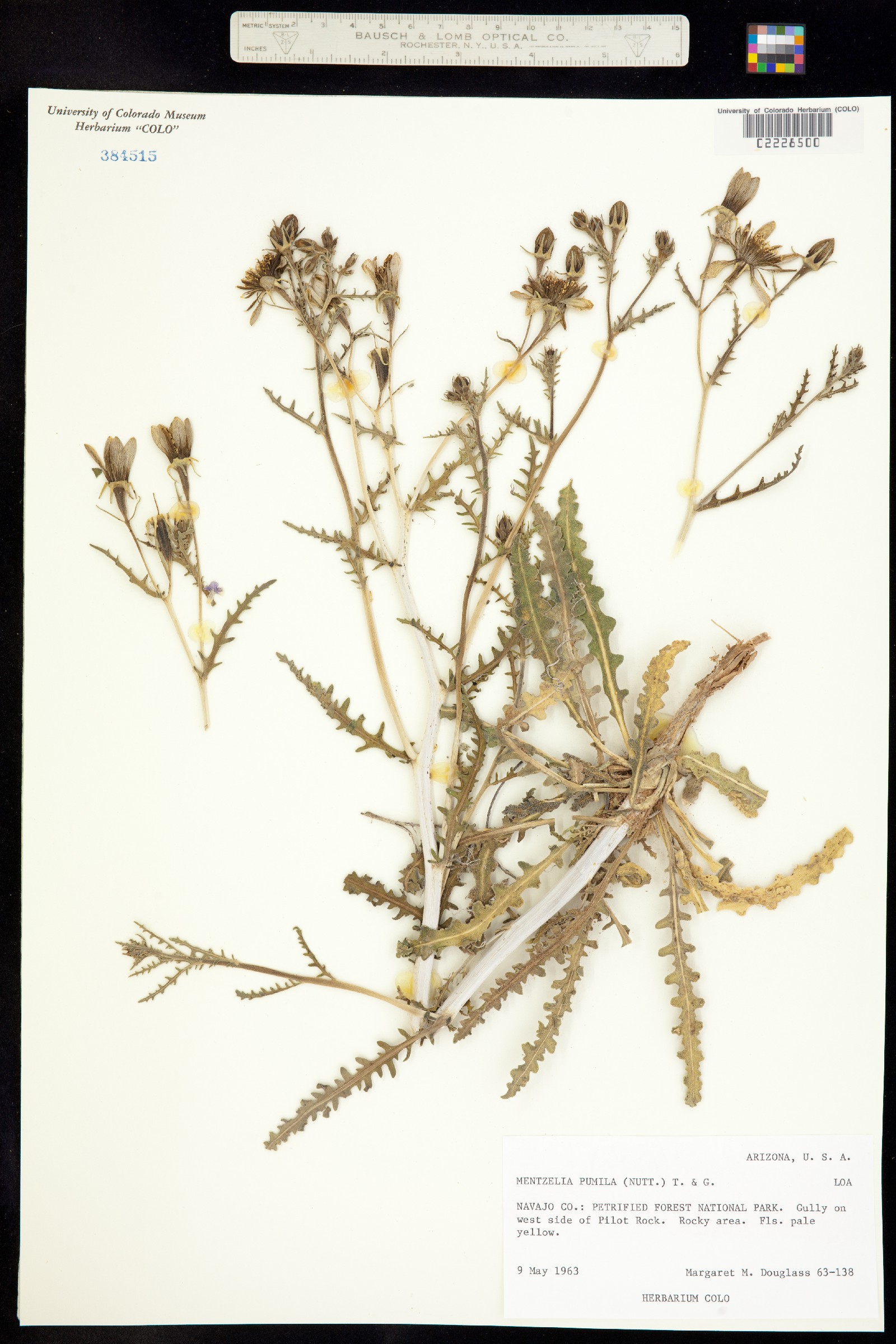 Nuttallia pumila image