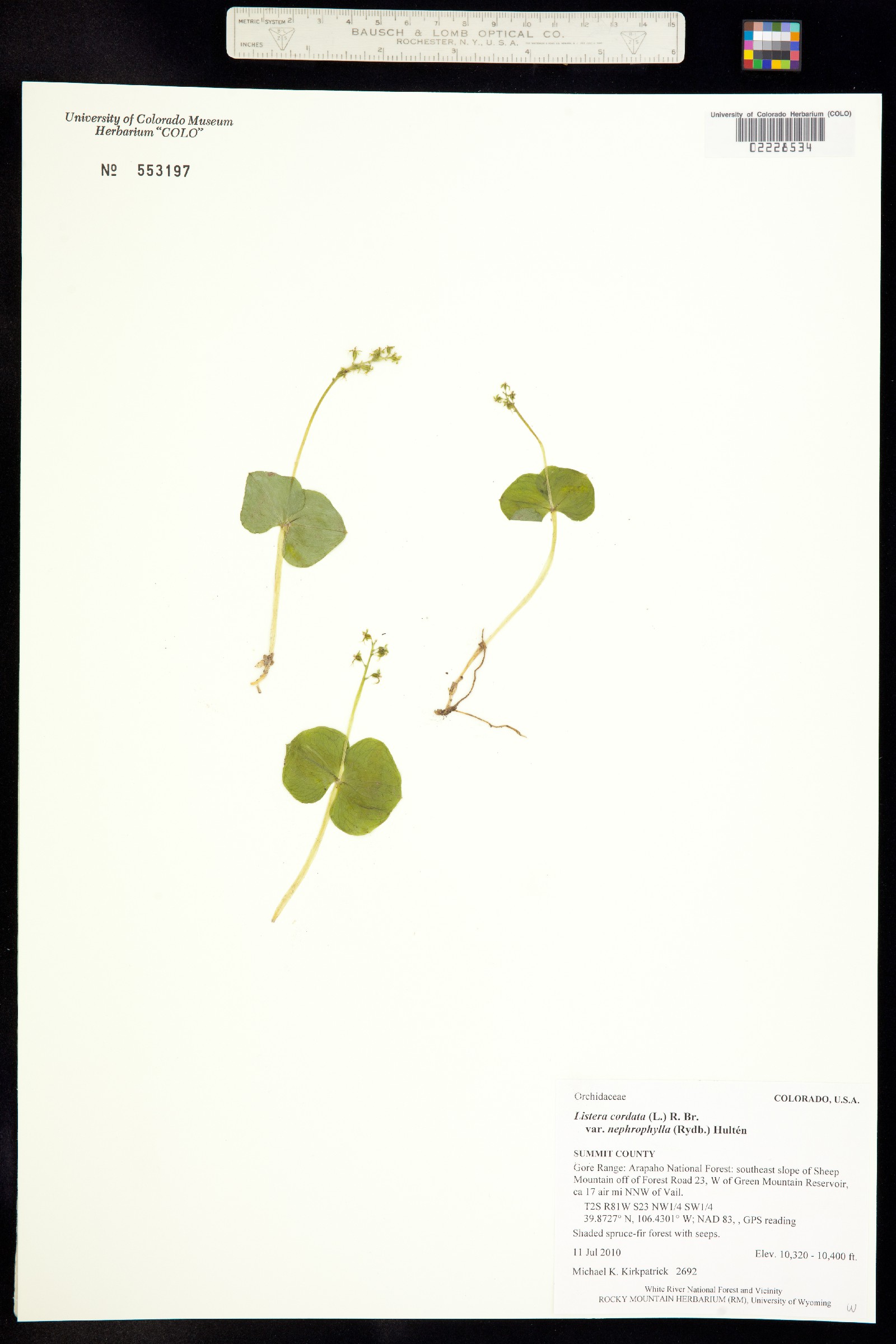 Listera cordata subsp. nephrophylla image