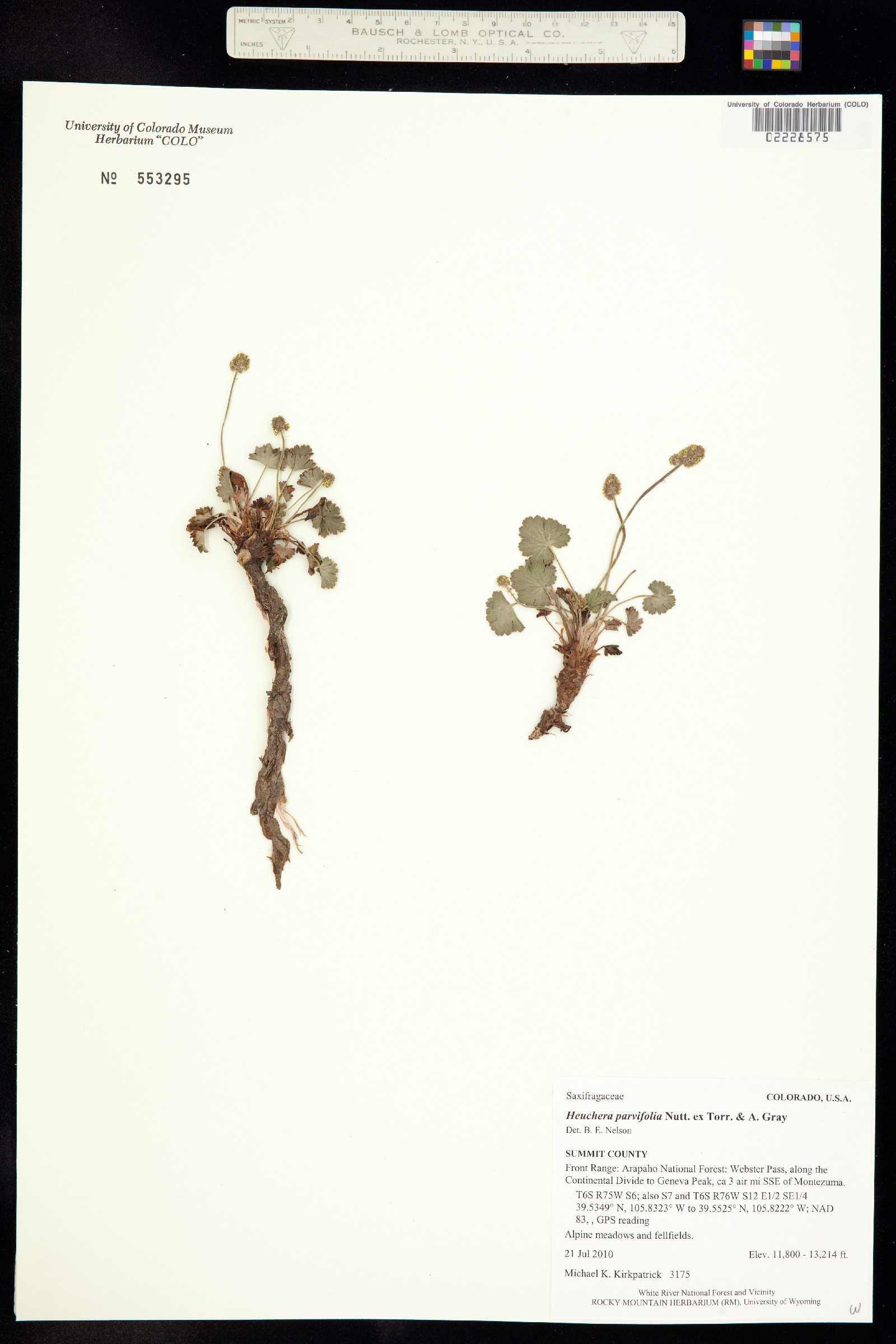Heuchera parvifolia image
