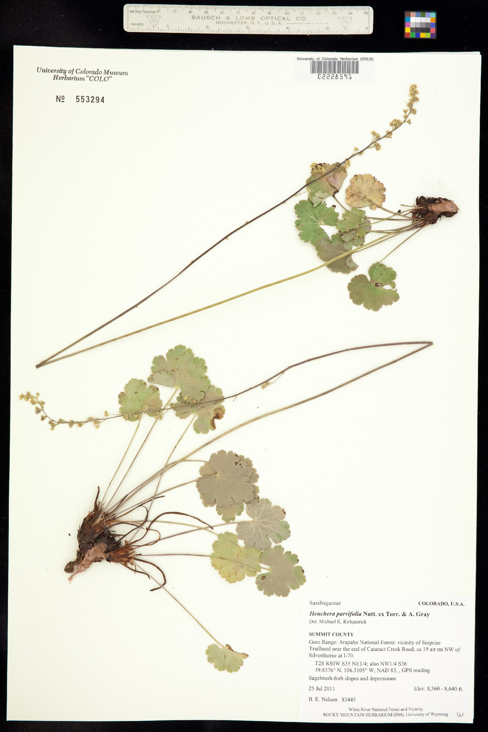 Heuchera parvifolia image