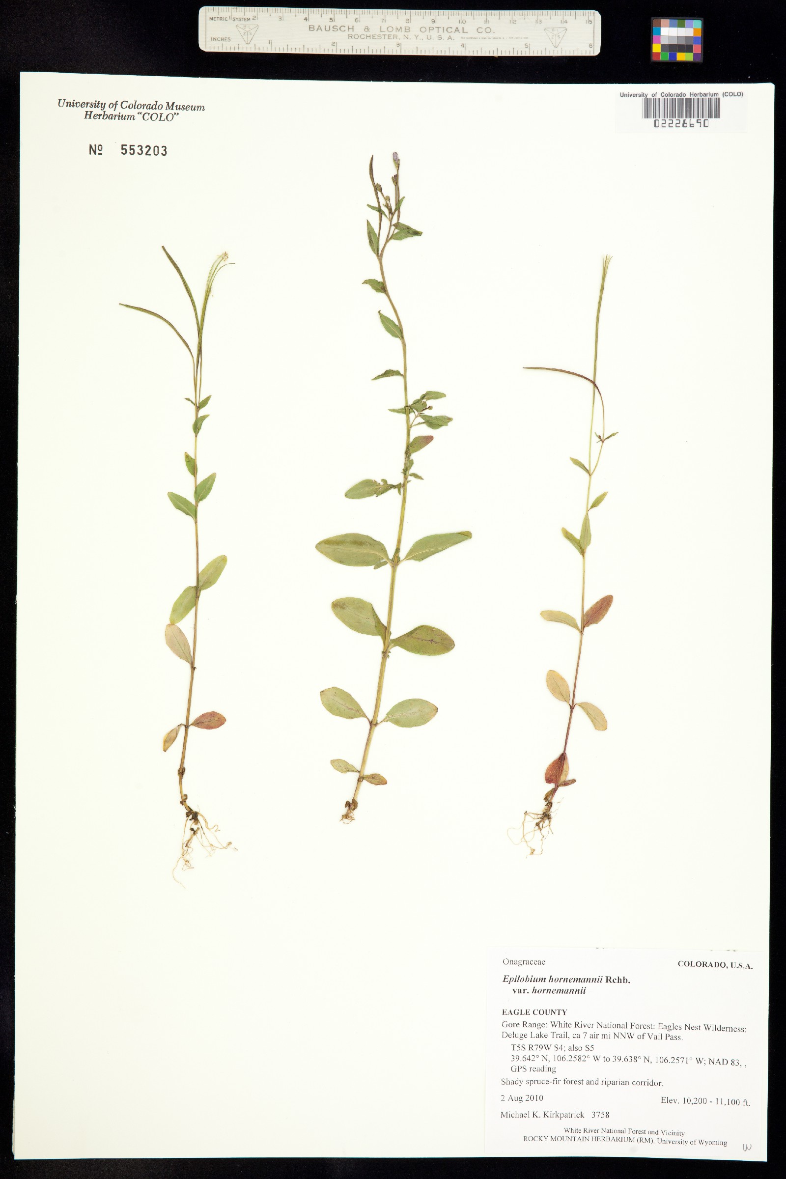 Epilobium hornemannii ssp. hornemannii image