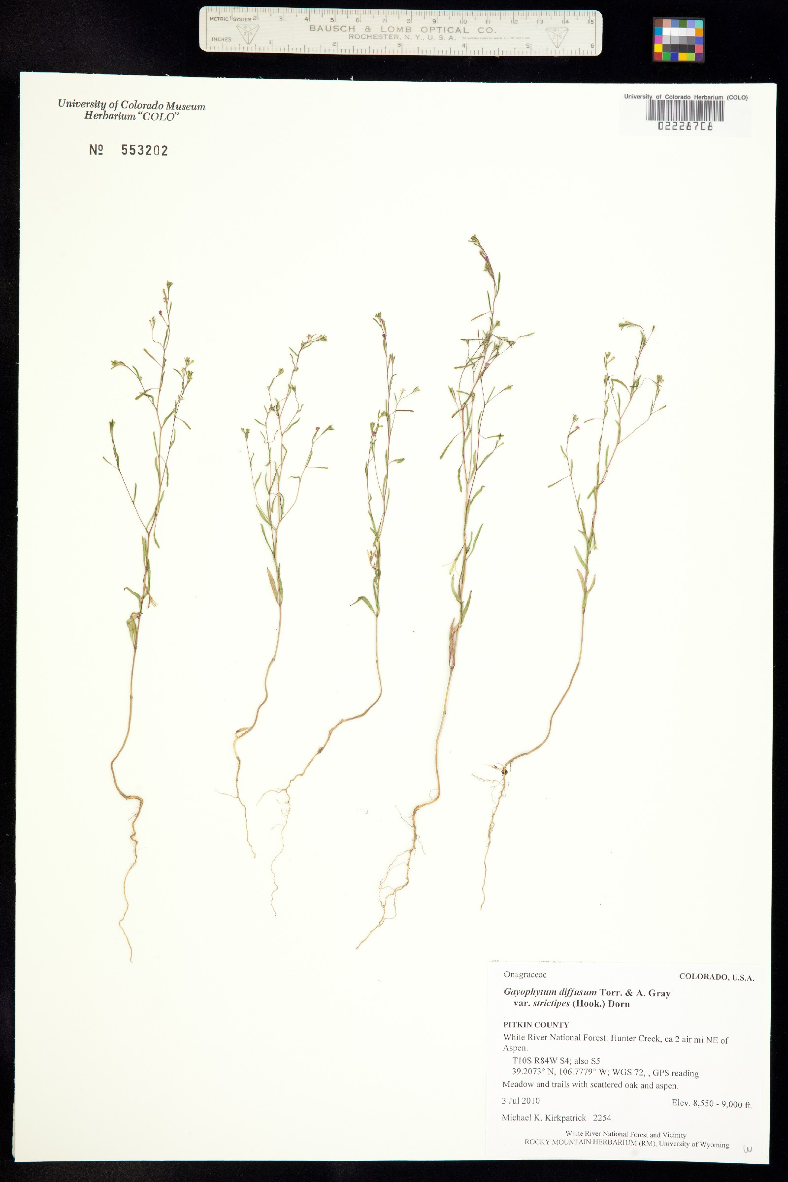 Gayophytum diffusum ssp. parviflorum image