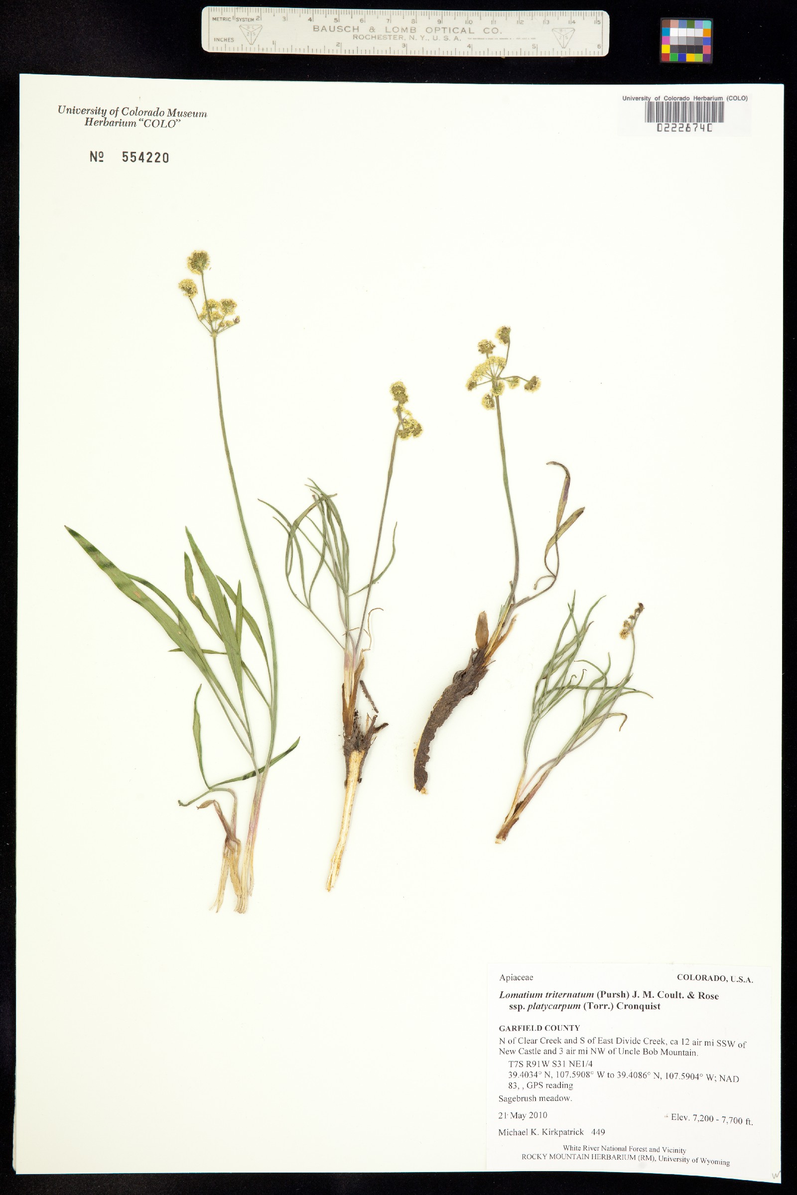 Lomatium triternatum ssp. platycarpum image
