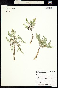 Lomatium planosum image