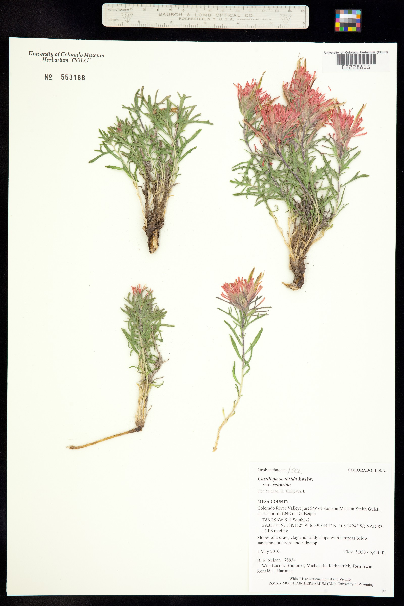 Castilleja scabrida var. scabrida image