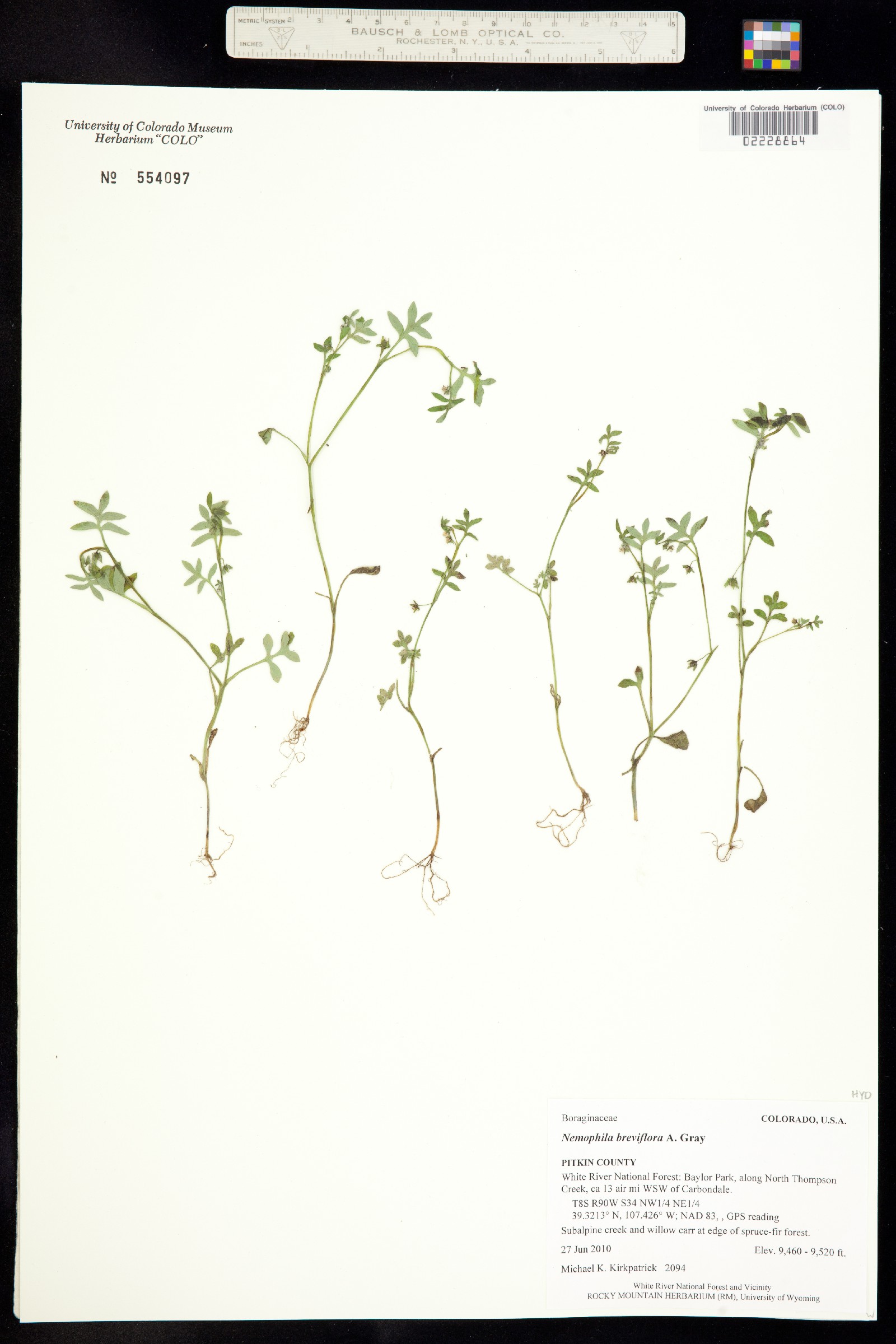 Nemophila breviflora image
