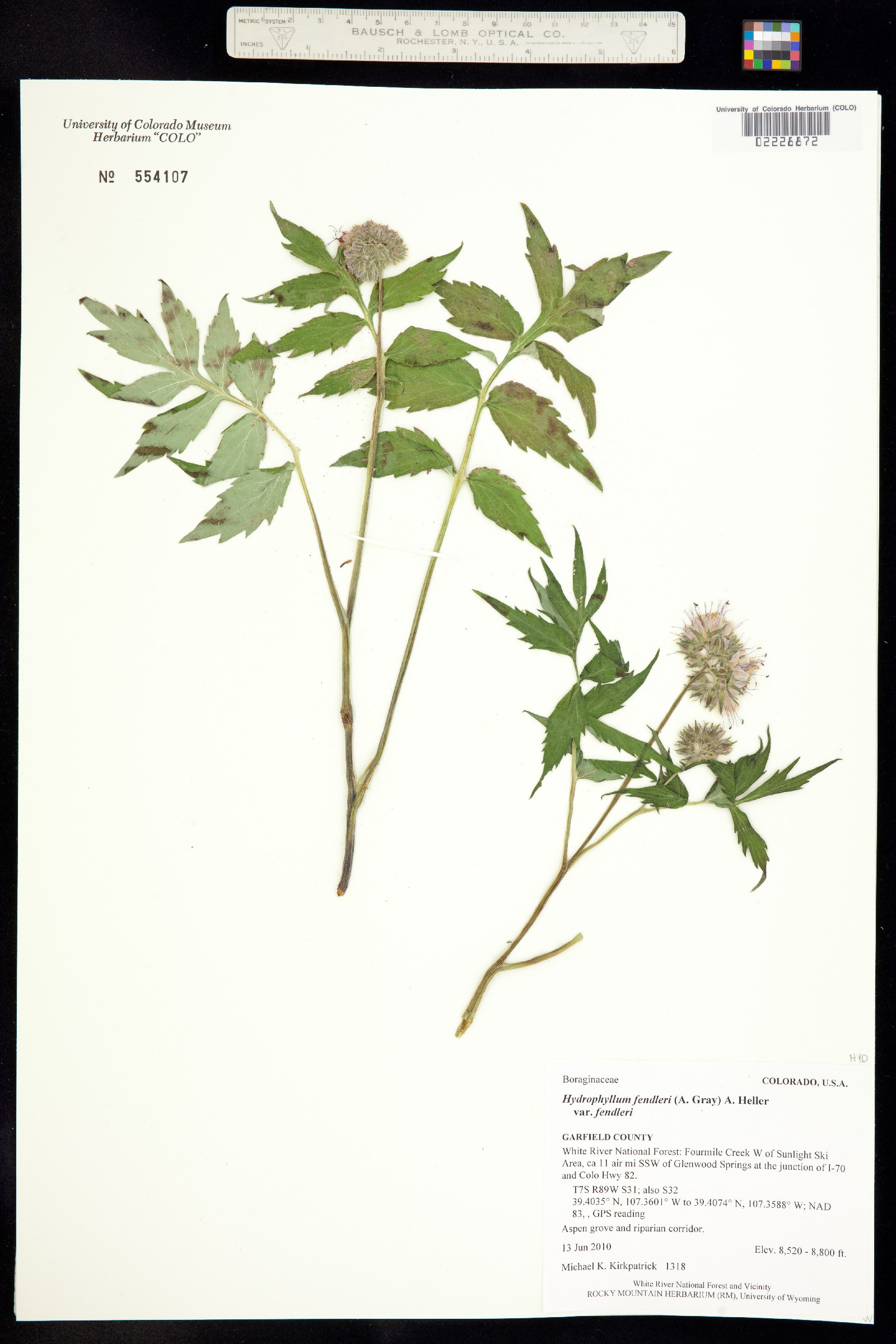 Hydrophyllum fendleri var. fendleri image