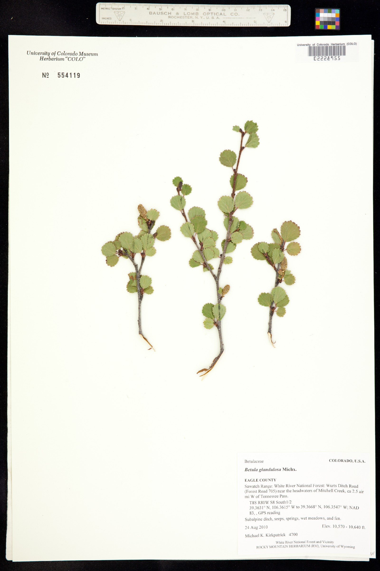 Betula glandulosa image