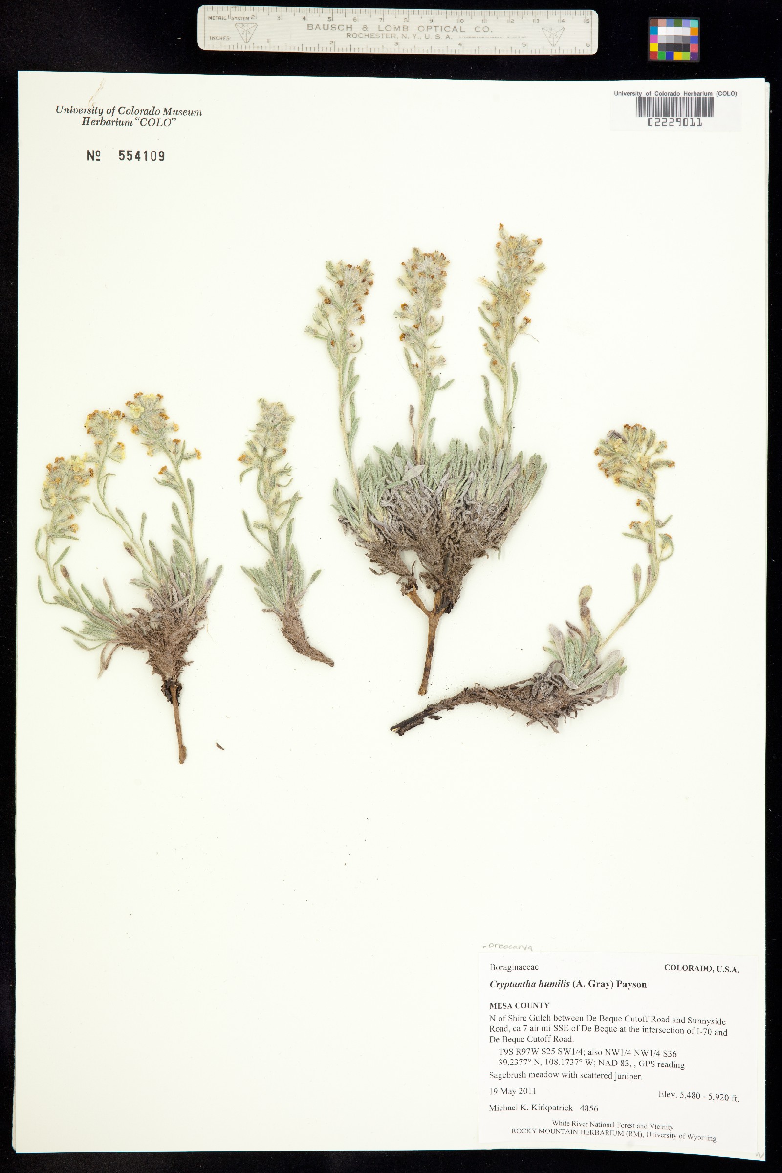 Cryptantha humilis image