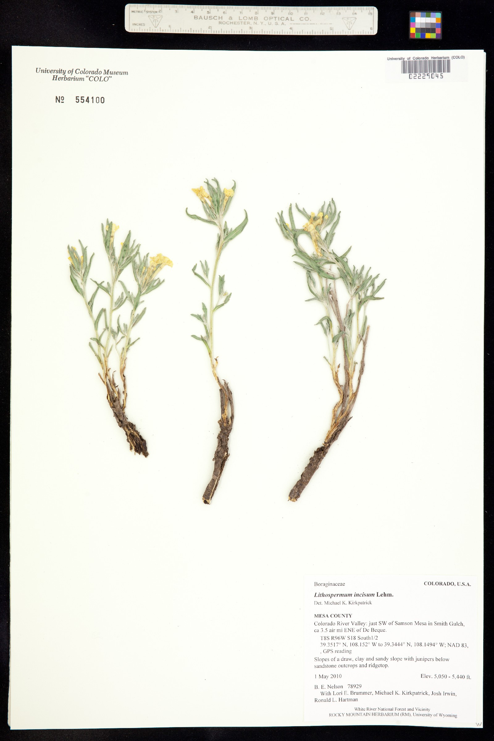 Lithospermum incisum image