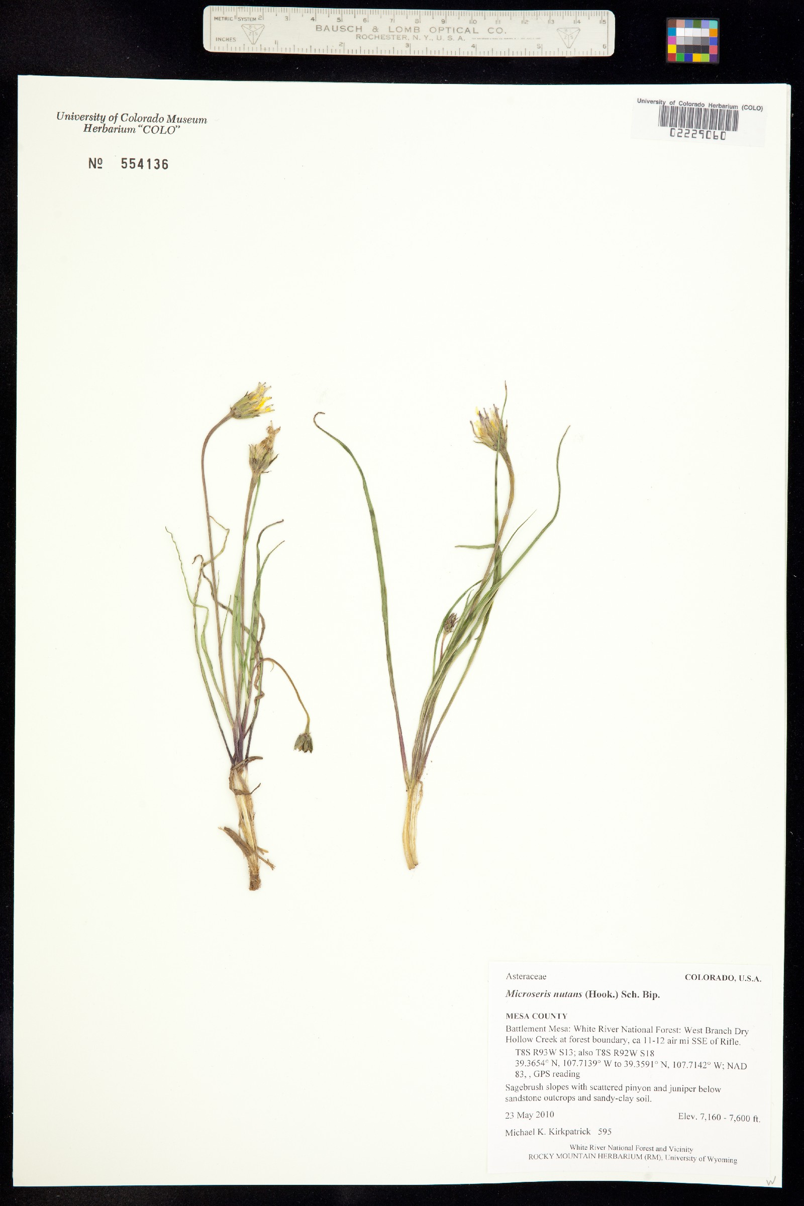 Microseris nutans image