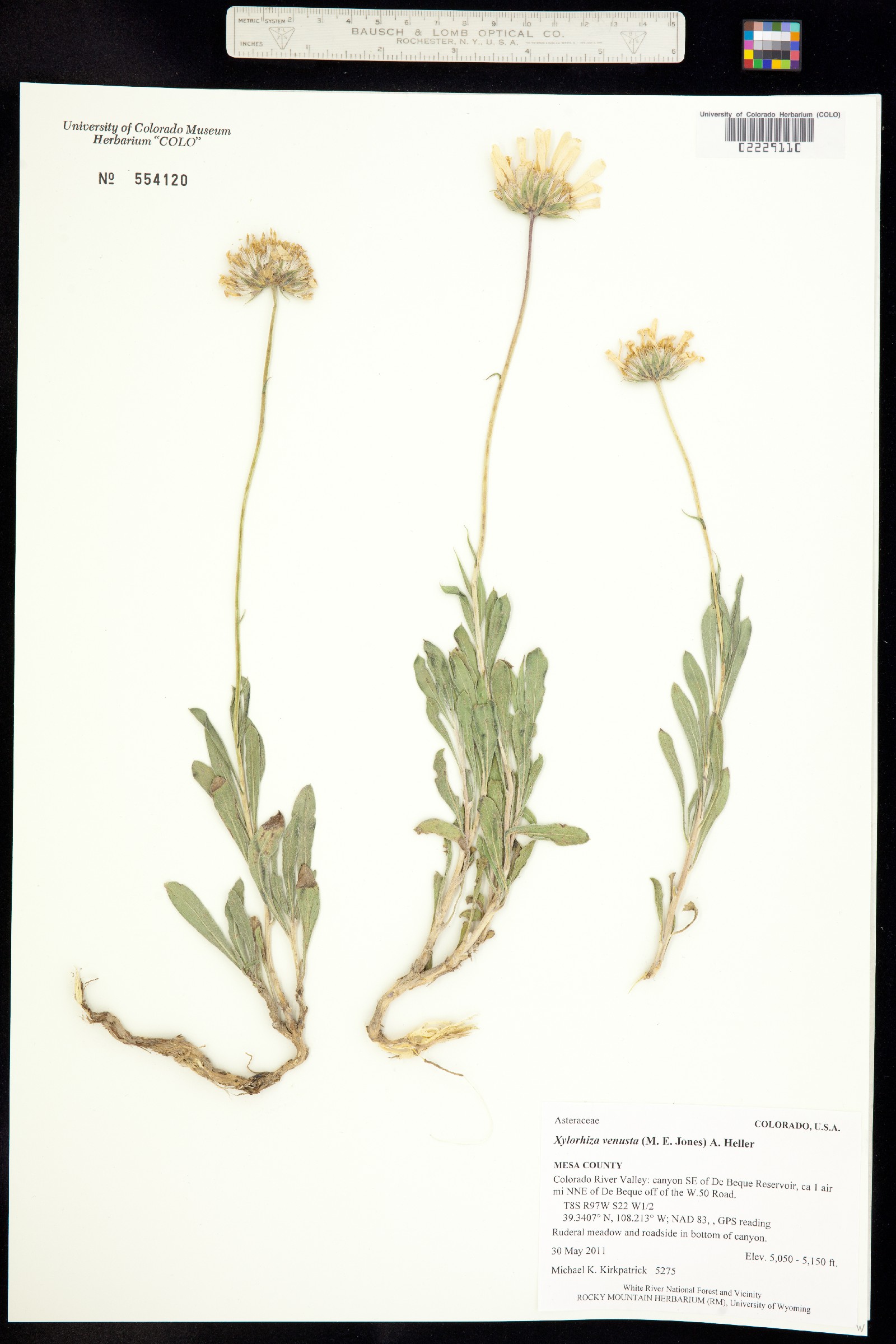 Xylorhiza venusta image