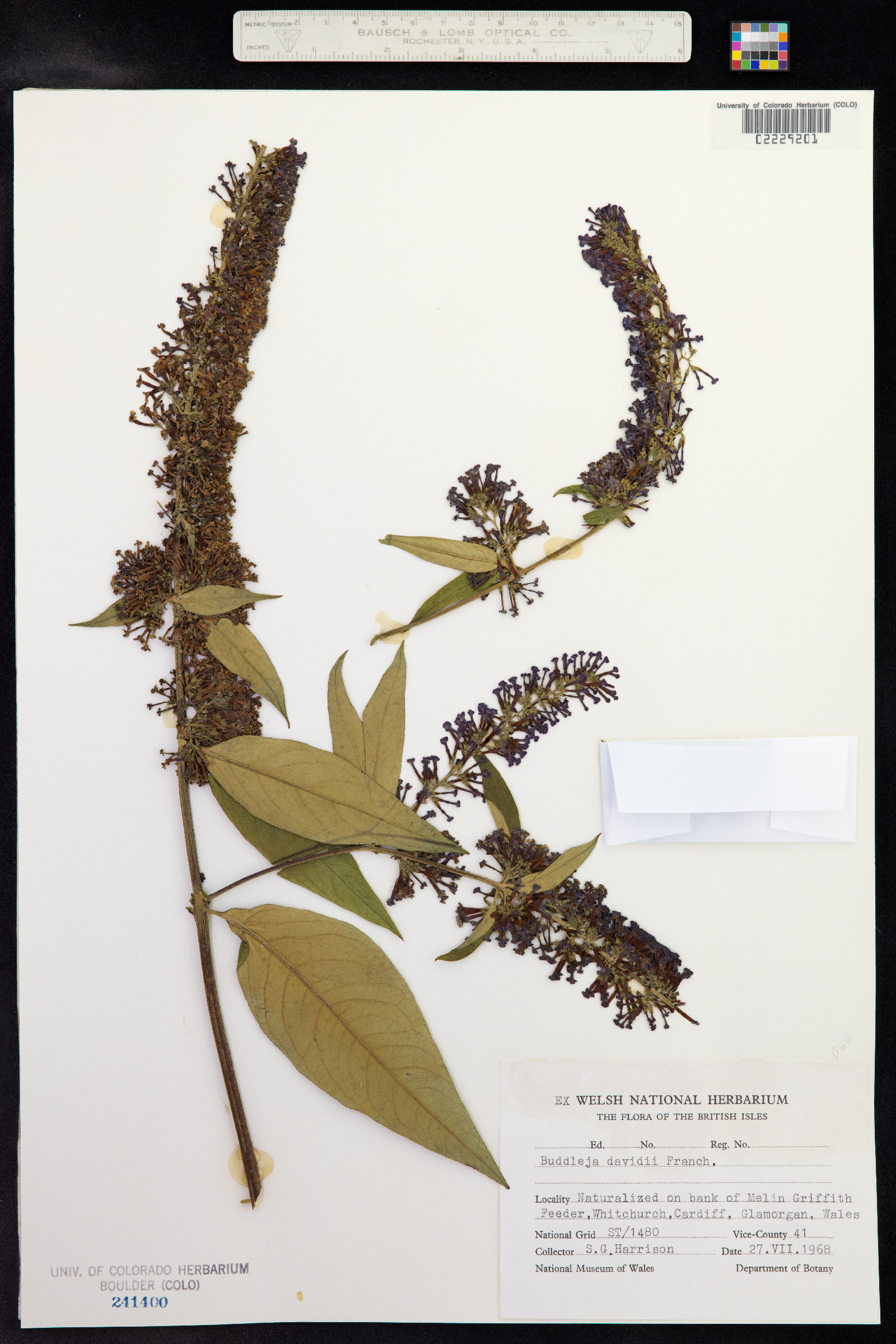 Buddleja davidii image