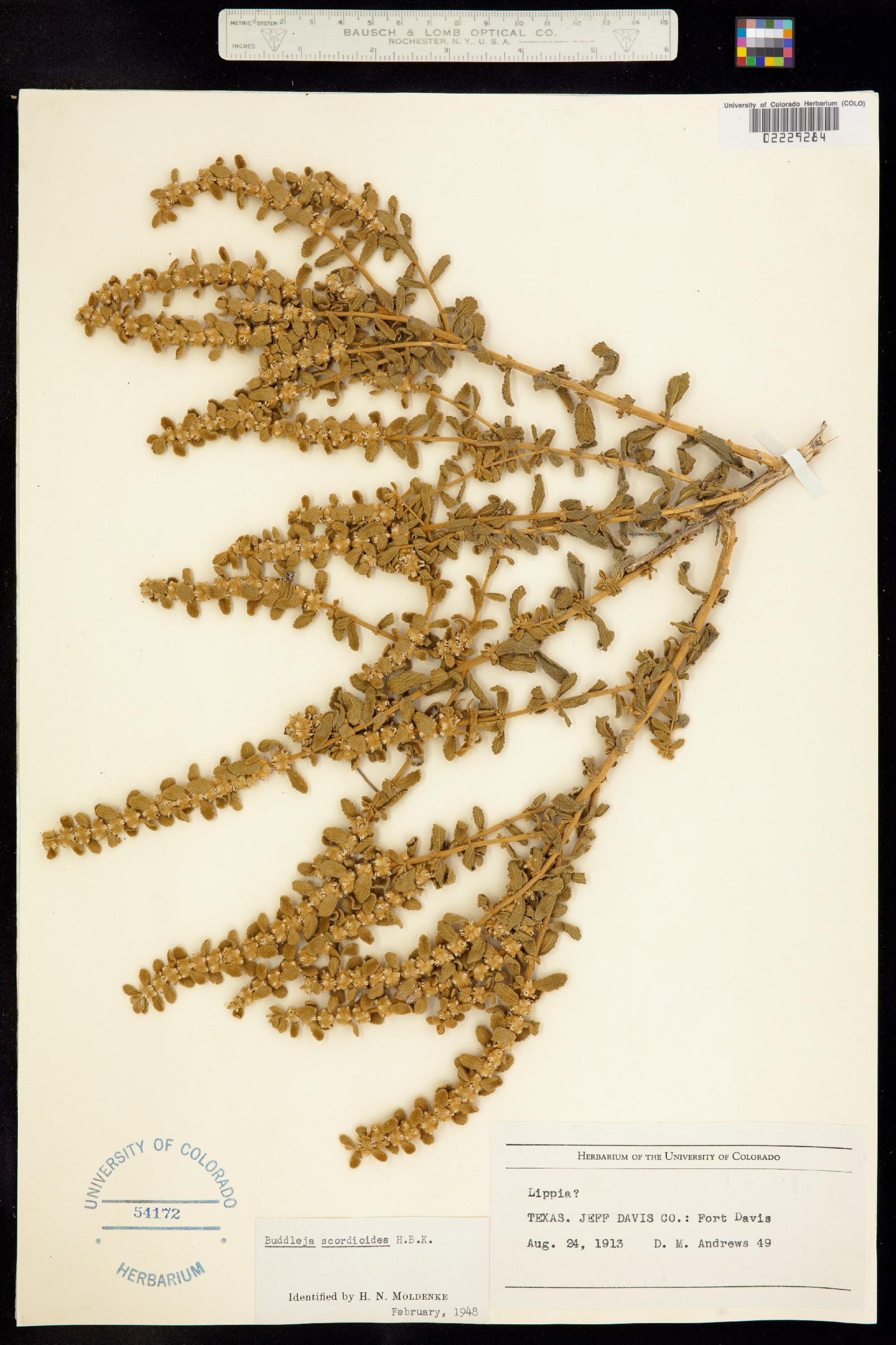 Buddleja scordioides image