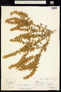 Buddleja scordioides image
