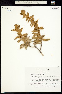 Buddleja perfoliata image