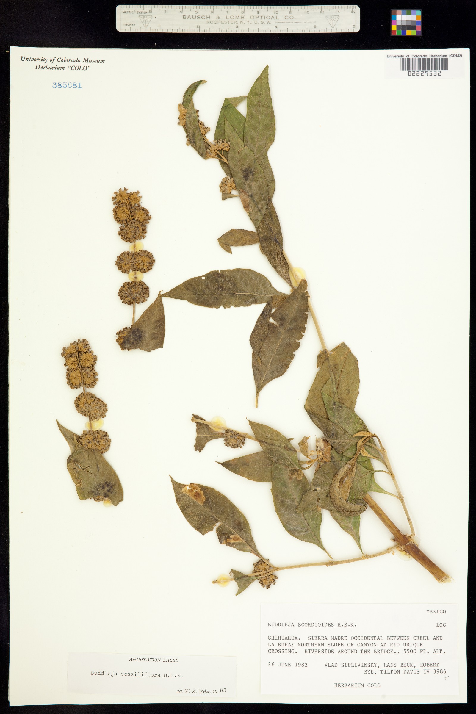 Buddleja image