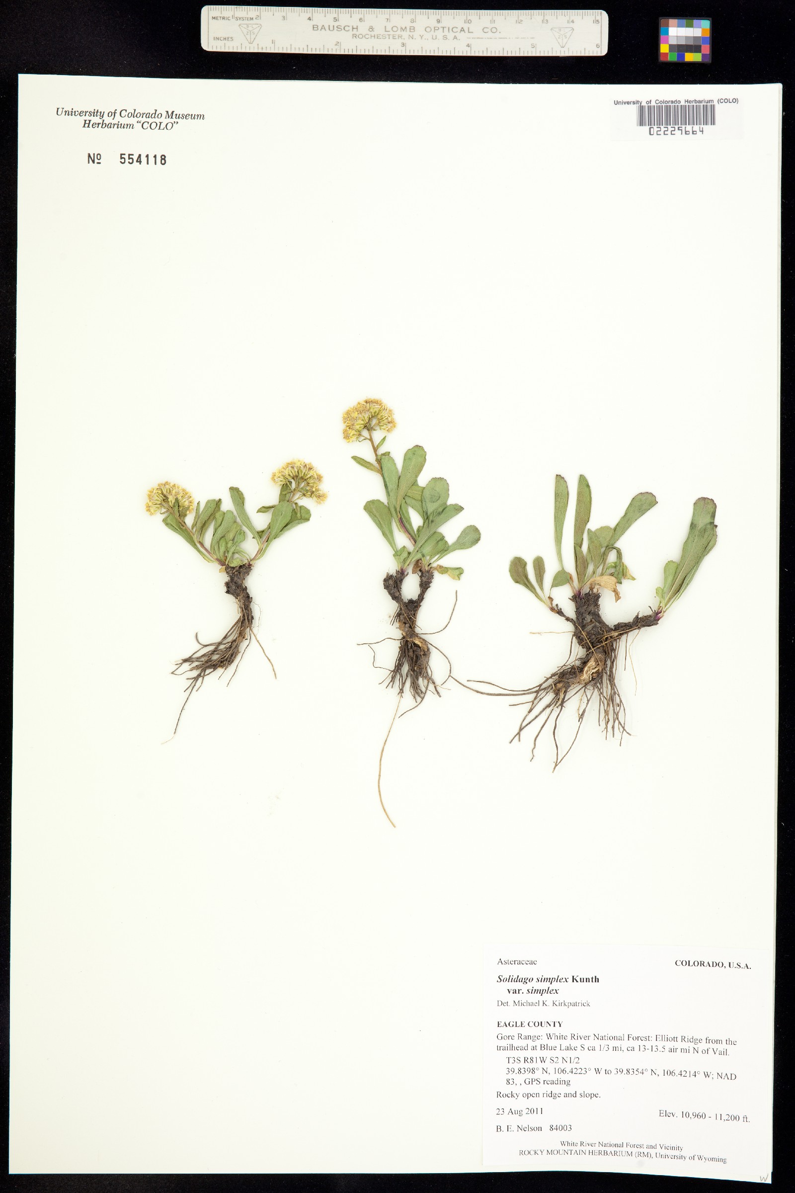 Solidago simplex var. simplex image