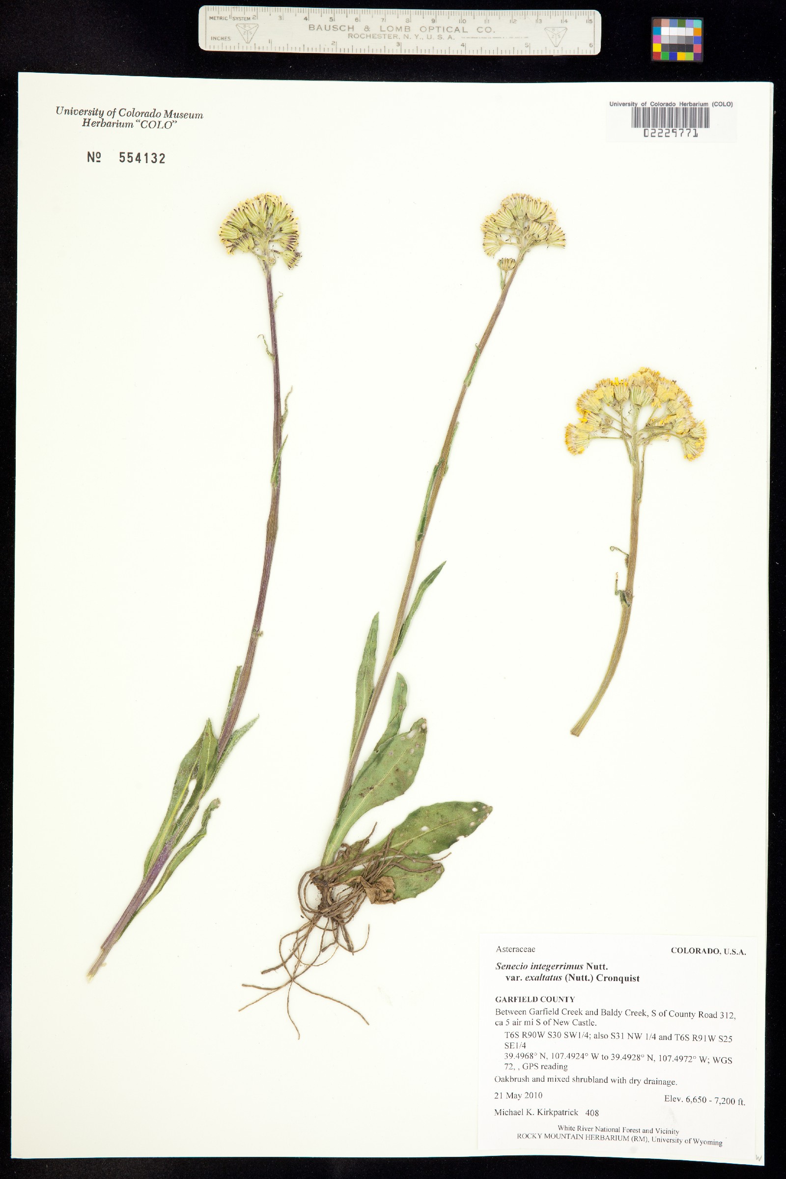 Senecio integerrimus var. exaltatus image