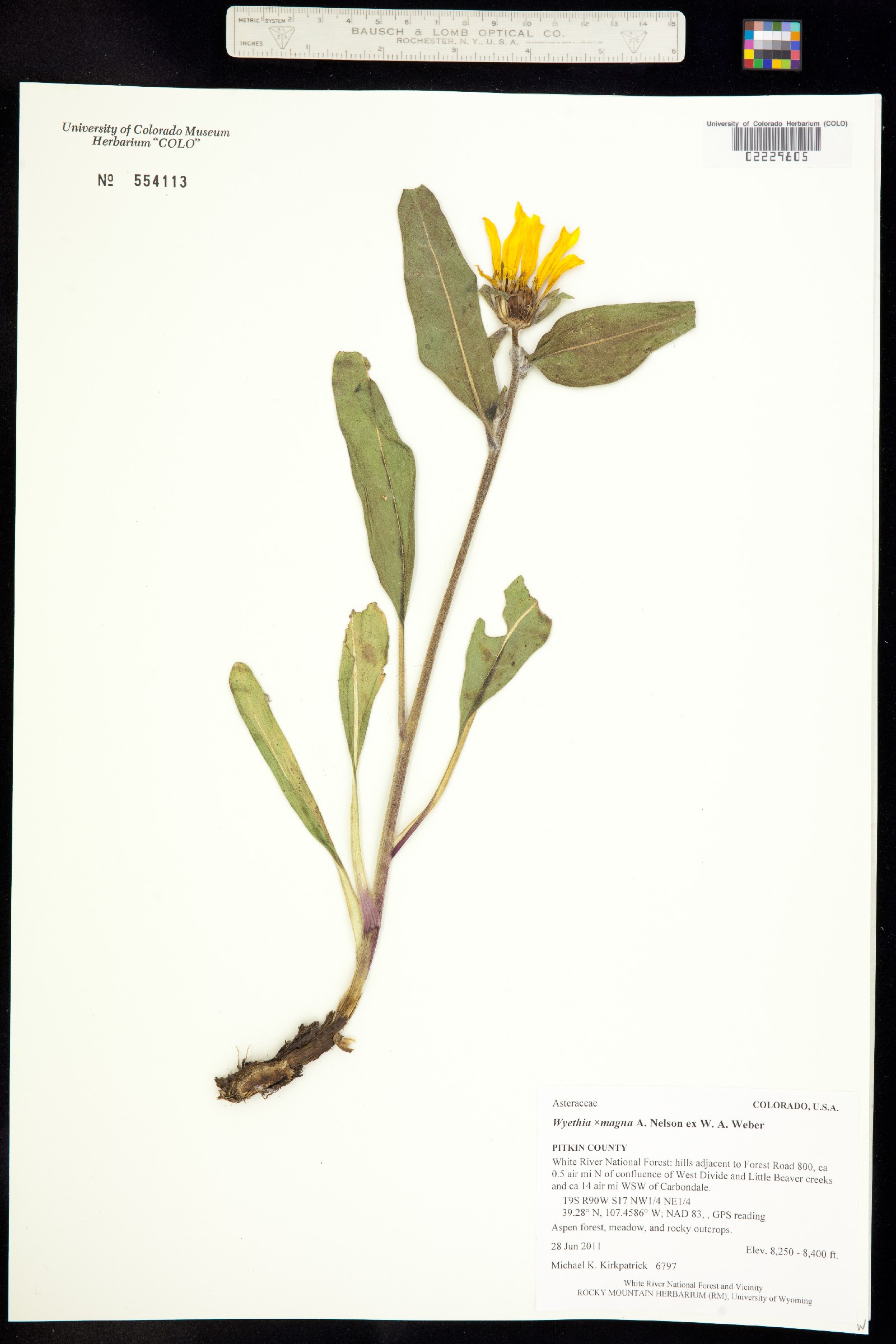 Wyethia magna image