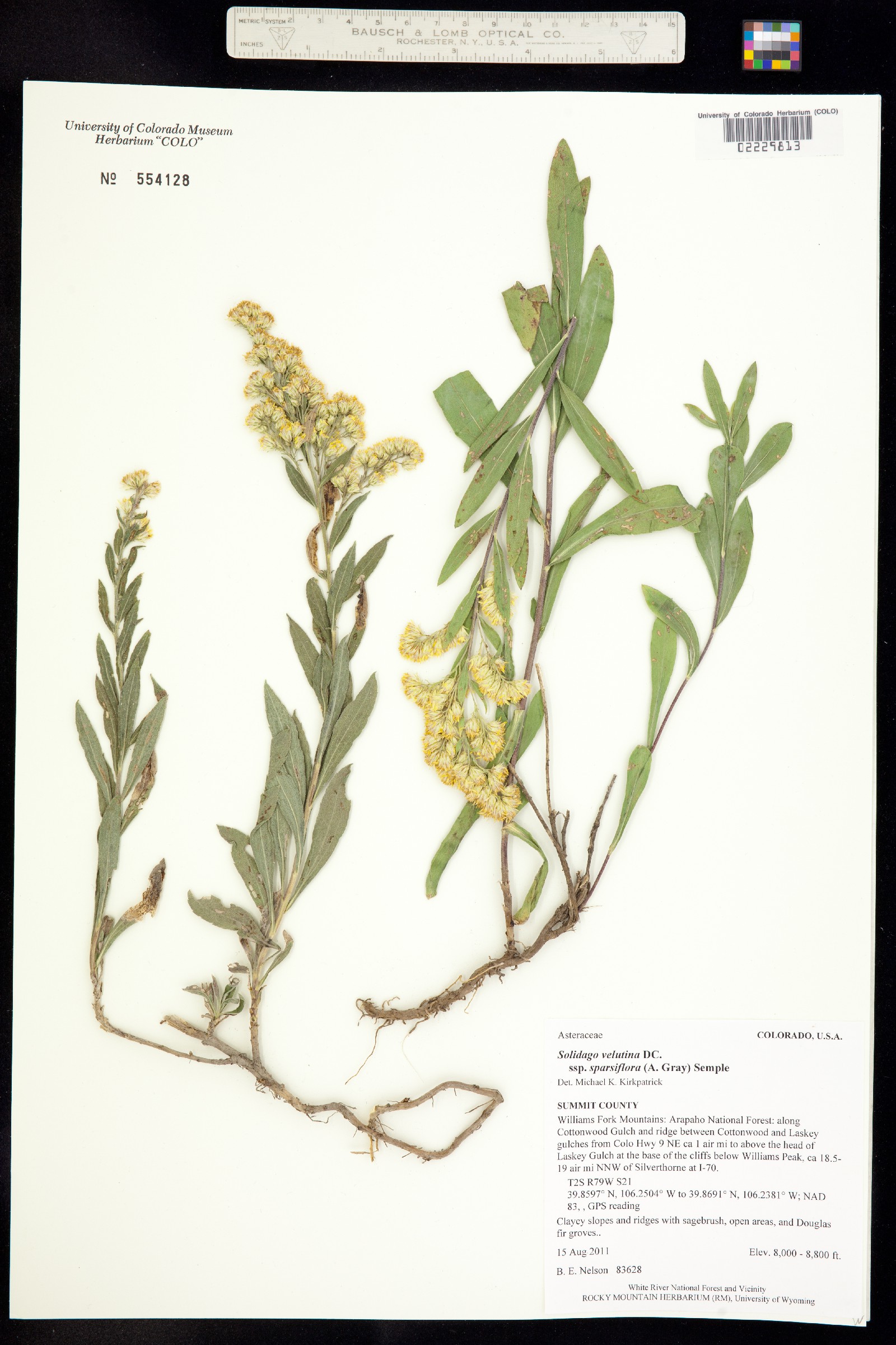 Solidago velutina ssp. sparsiflora image