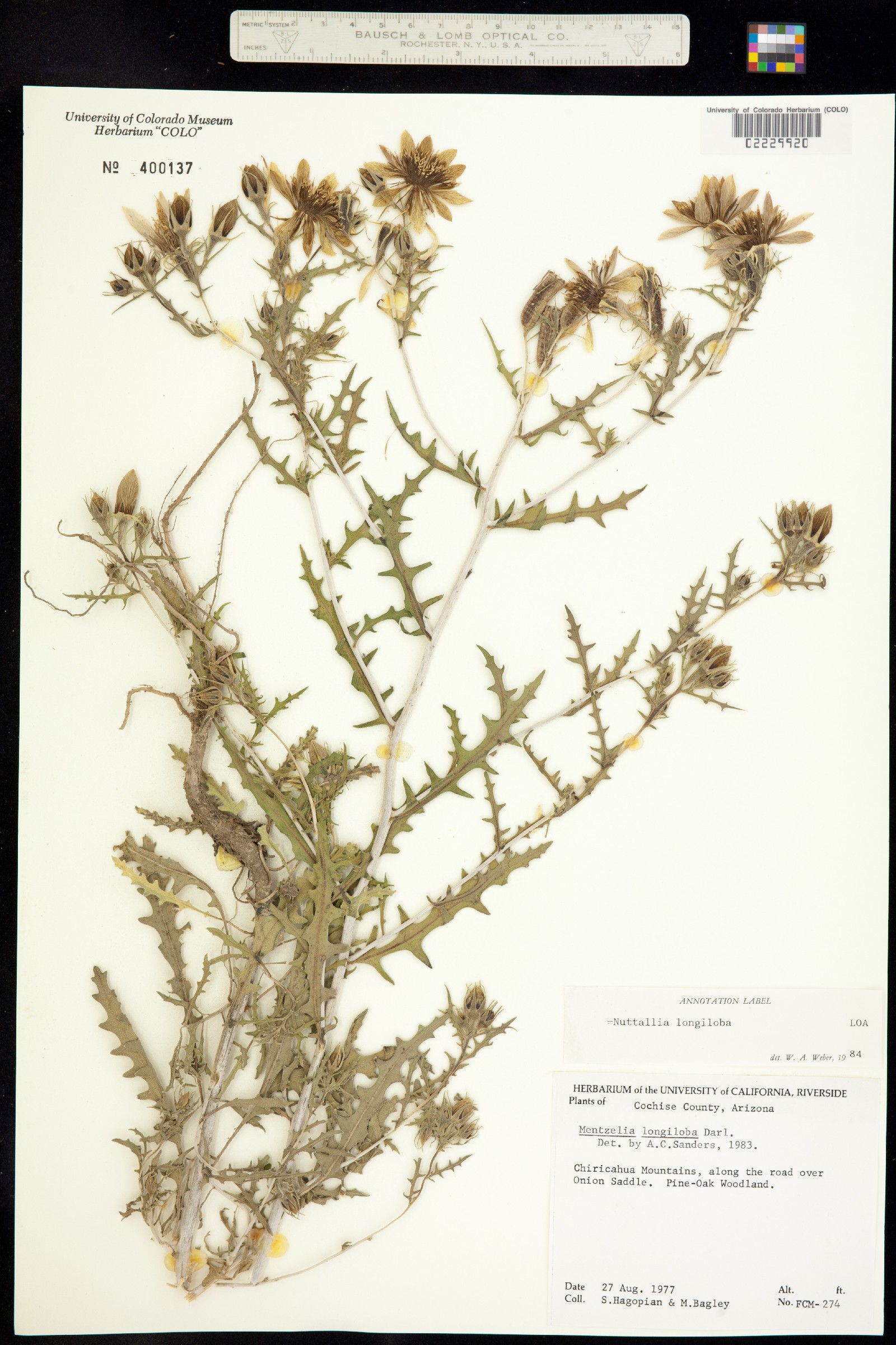 Mentzelia multiflora image
