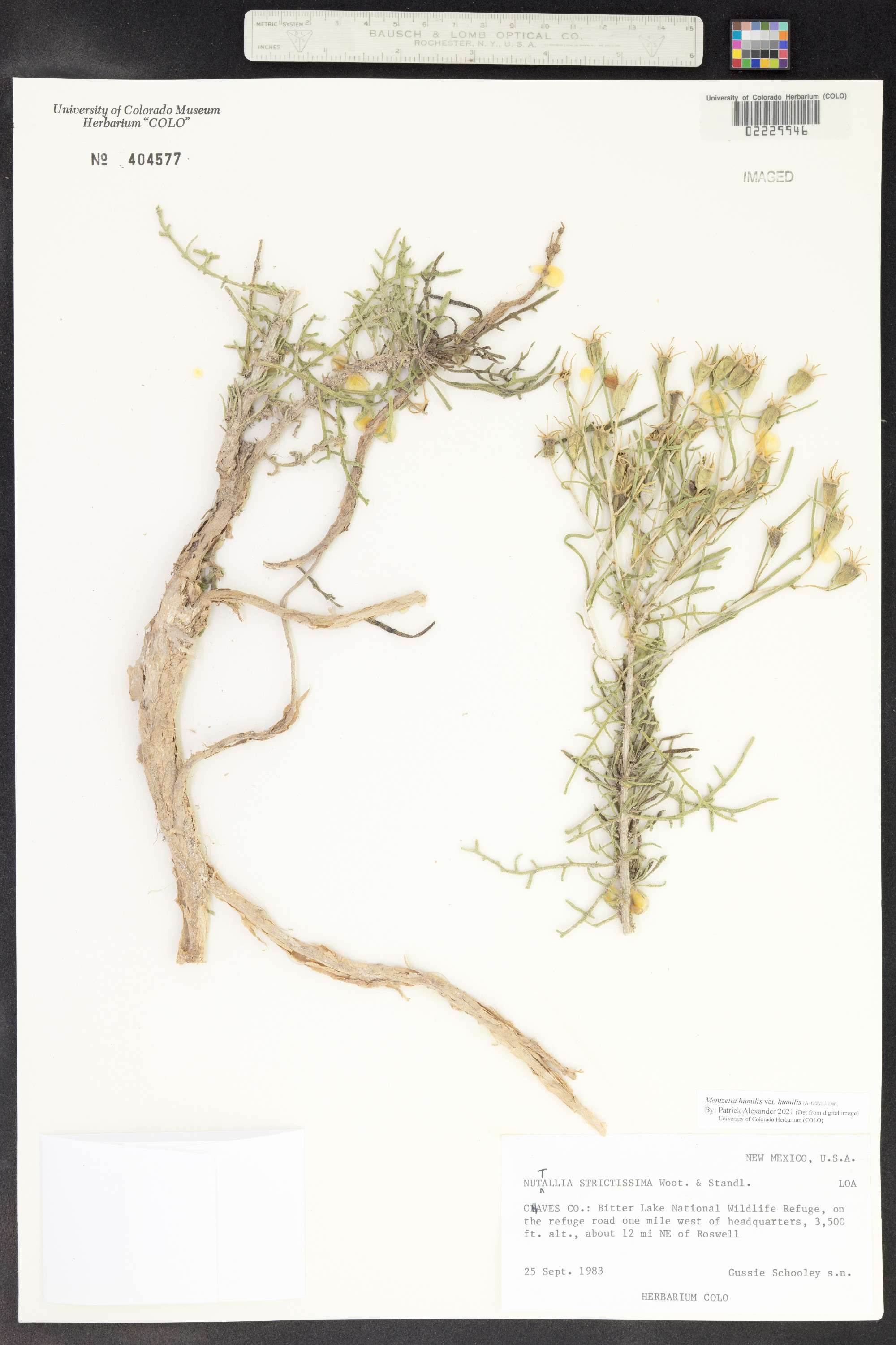 Mentzelia humilis var. humilis image
