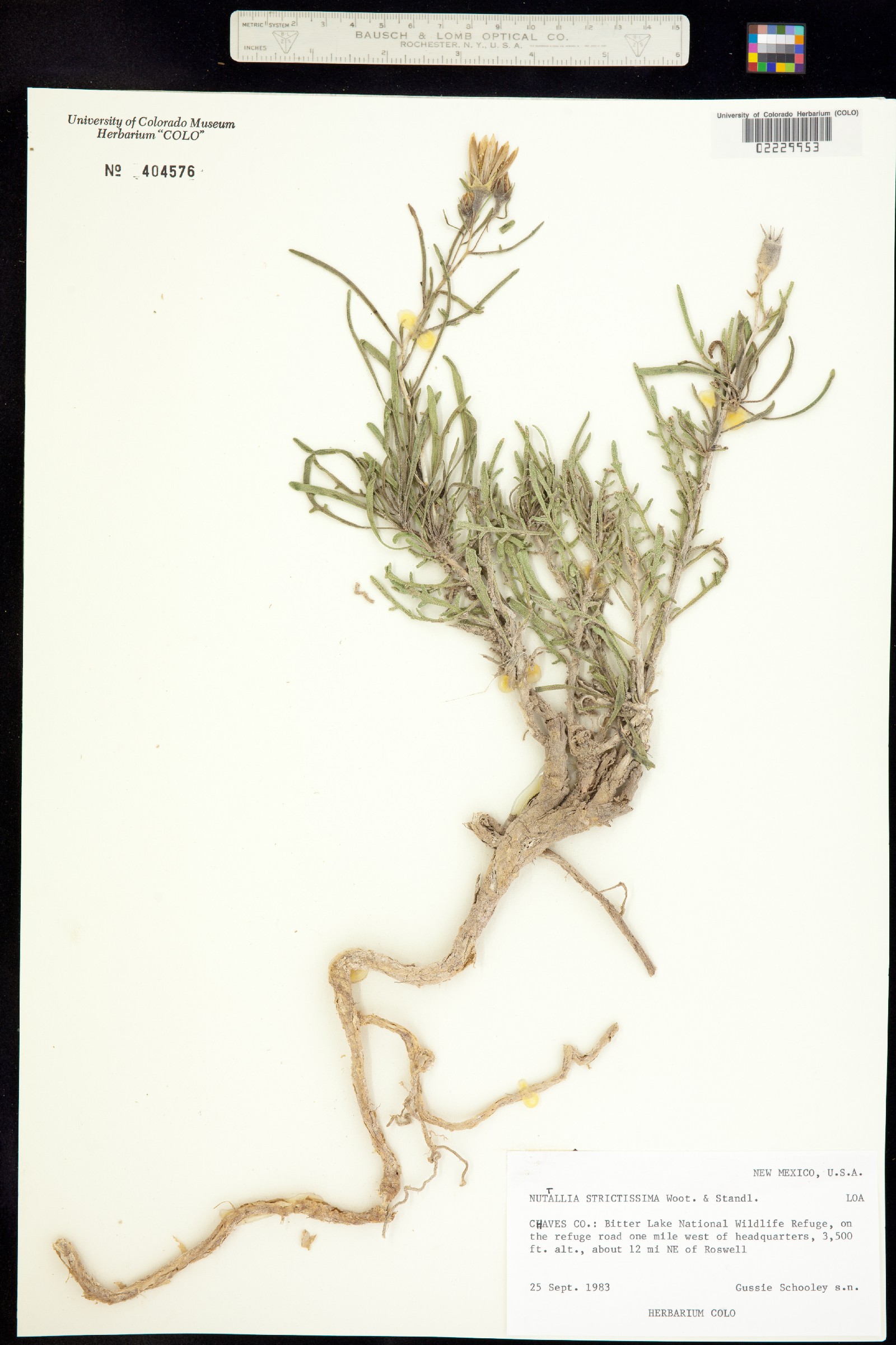 Mentzelia strictissima image