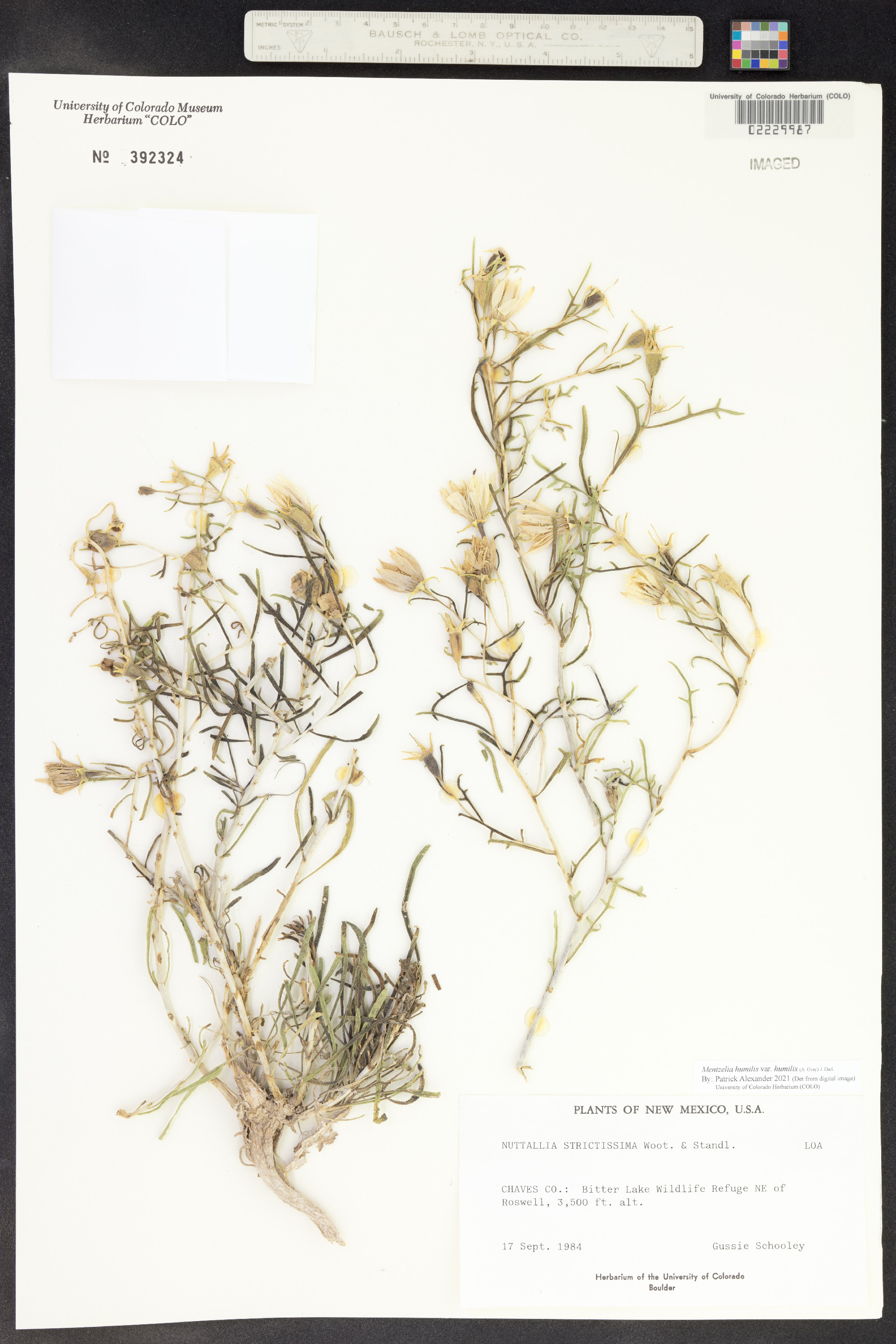 Mentzelia strictissima image